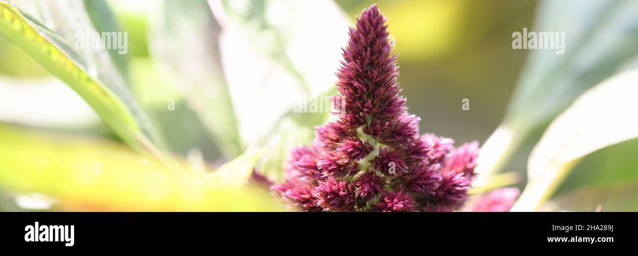 Beautiful flower comb or Celosia cristata with green leaves blooming in garden closeup Stock Photo