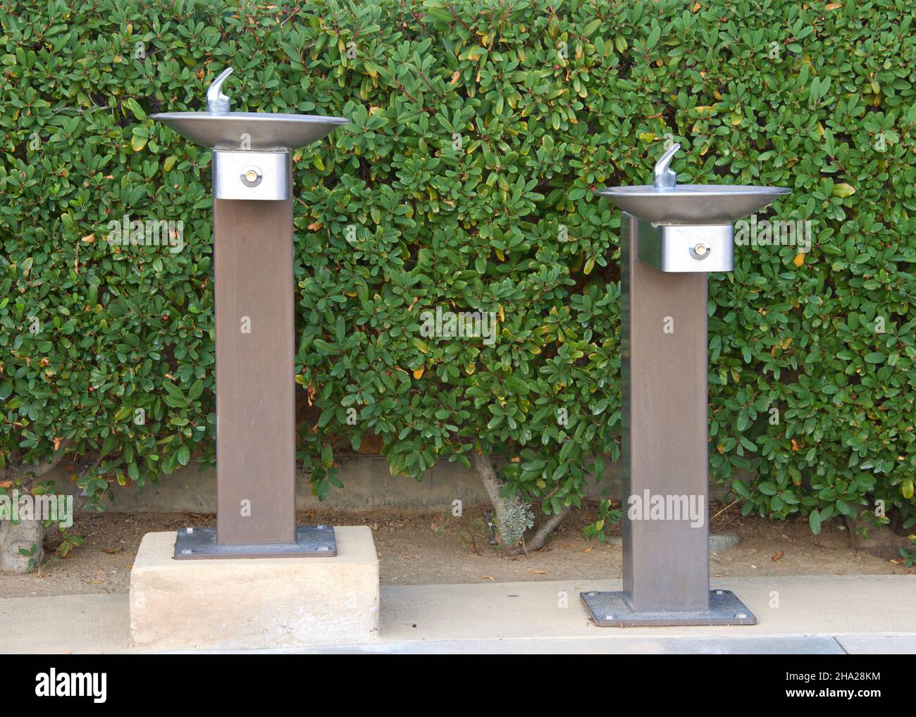 Two stainless steel drinking fountains outdoors against wall of bushes. Stock Photo