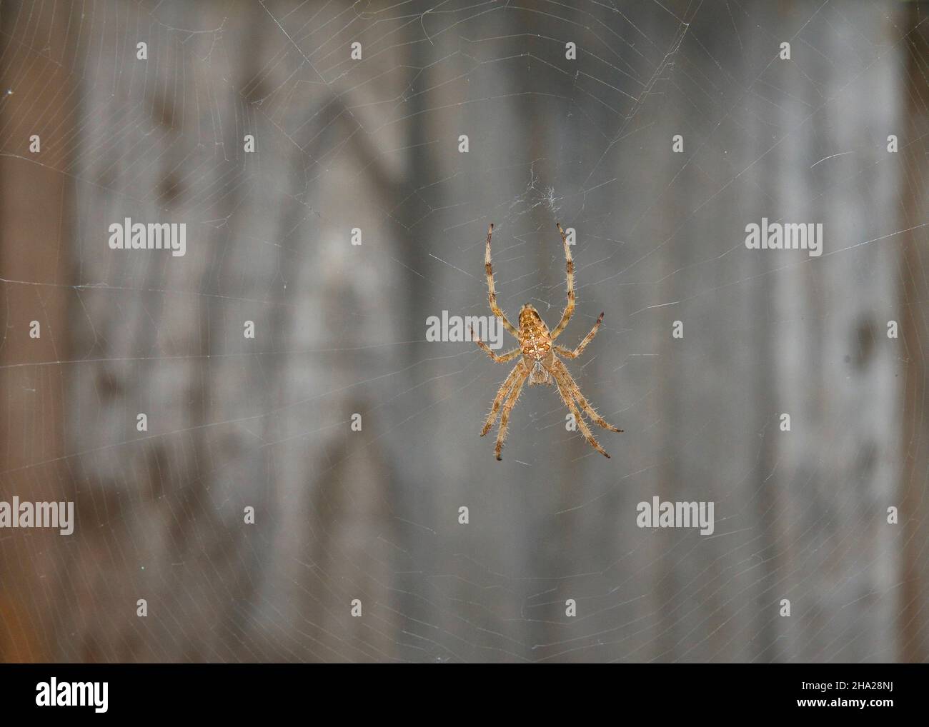 One Neoscona crucifera, an orb-weaver spider,  motionless on its web, wood gate in background. Dorsal view of spider. Stock Photo