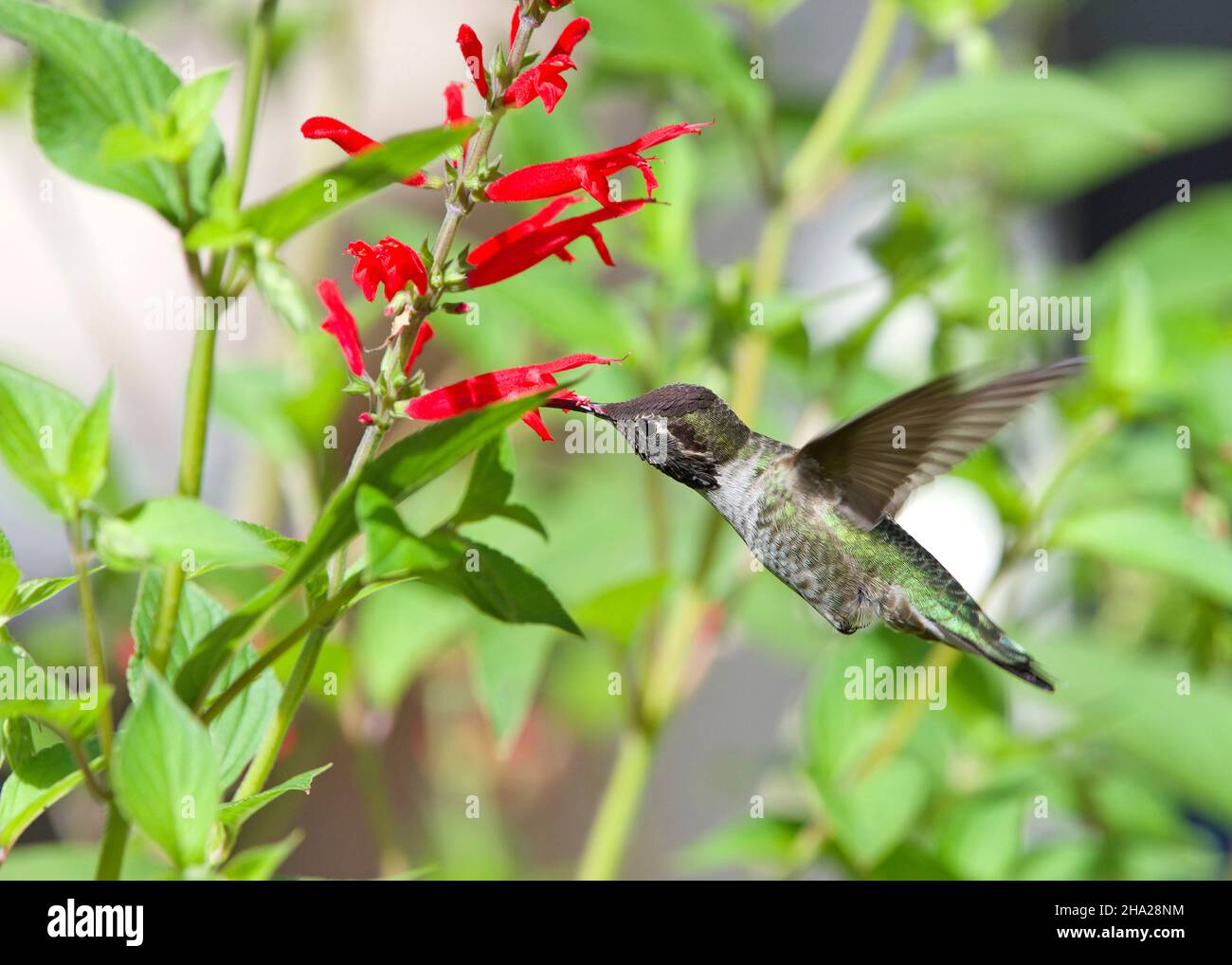 Anna's Hummingbird drinking nectar from vibrant red pineapple sage flowers. Beauty in nature. Stock Photo