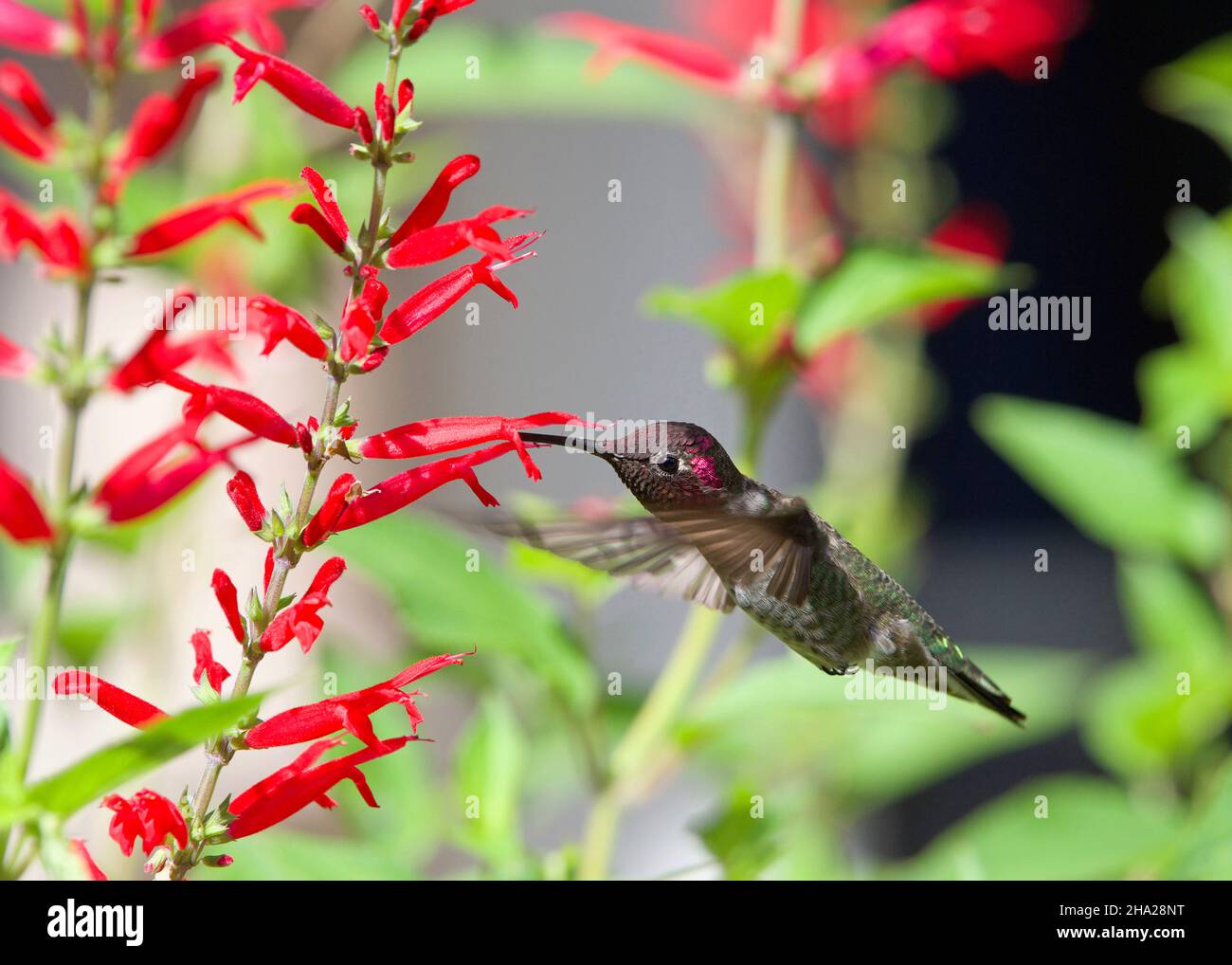Anna's Hummingbird drinking nectar from vibrant red pineapple sage flowers. Beauty in nature. Stock Photo