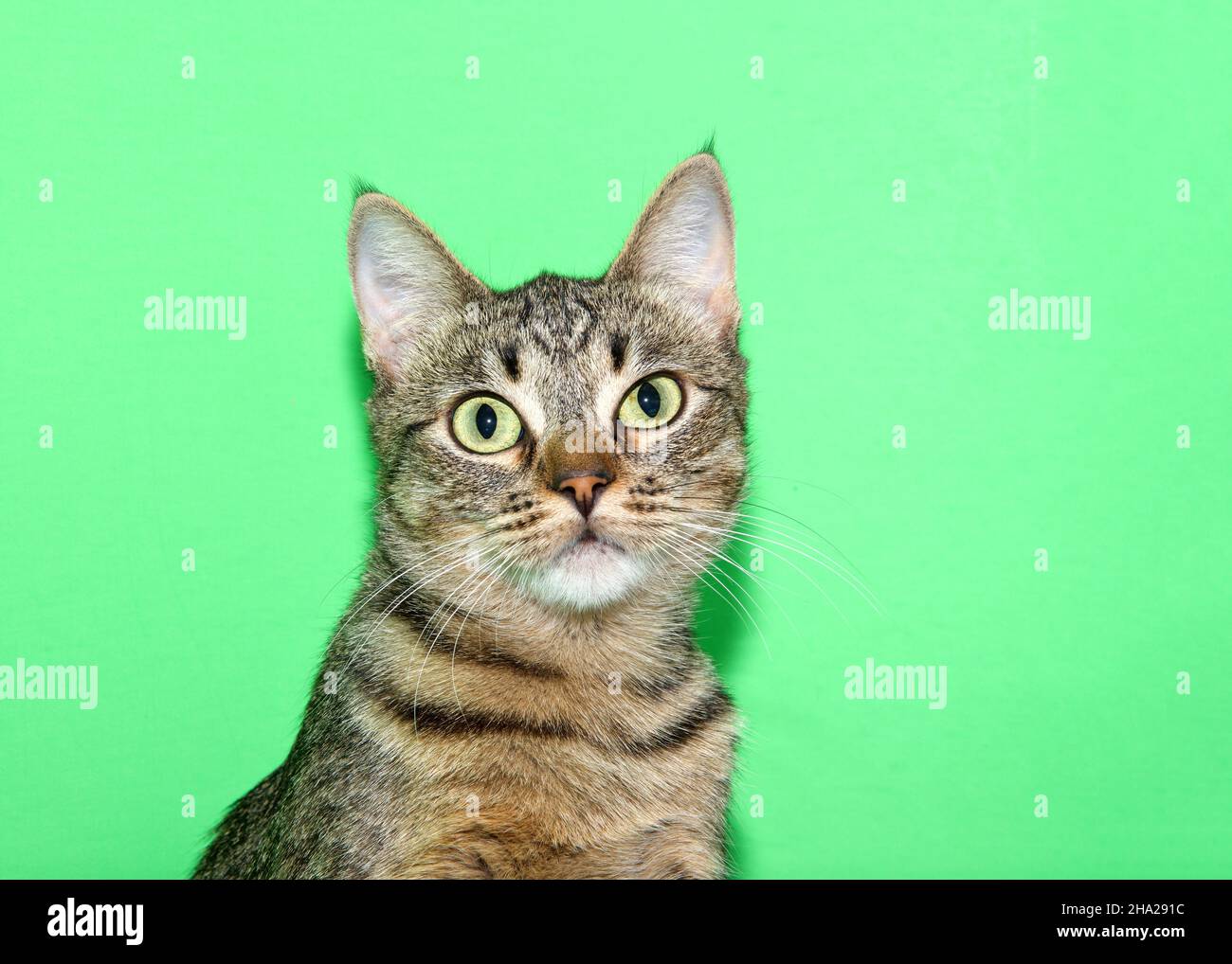 Portrait of an adorable brown tabby kitten with tilted head looking directly at viewer with bright green eyes. Green background with copy space. Stock Photo