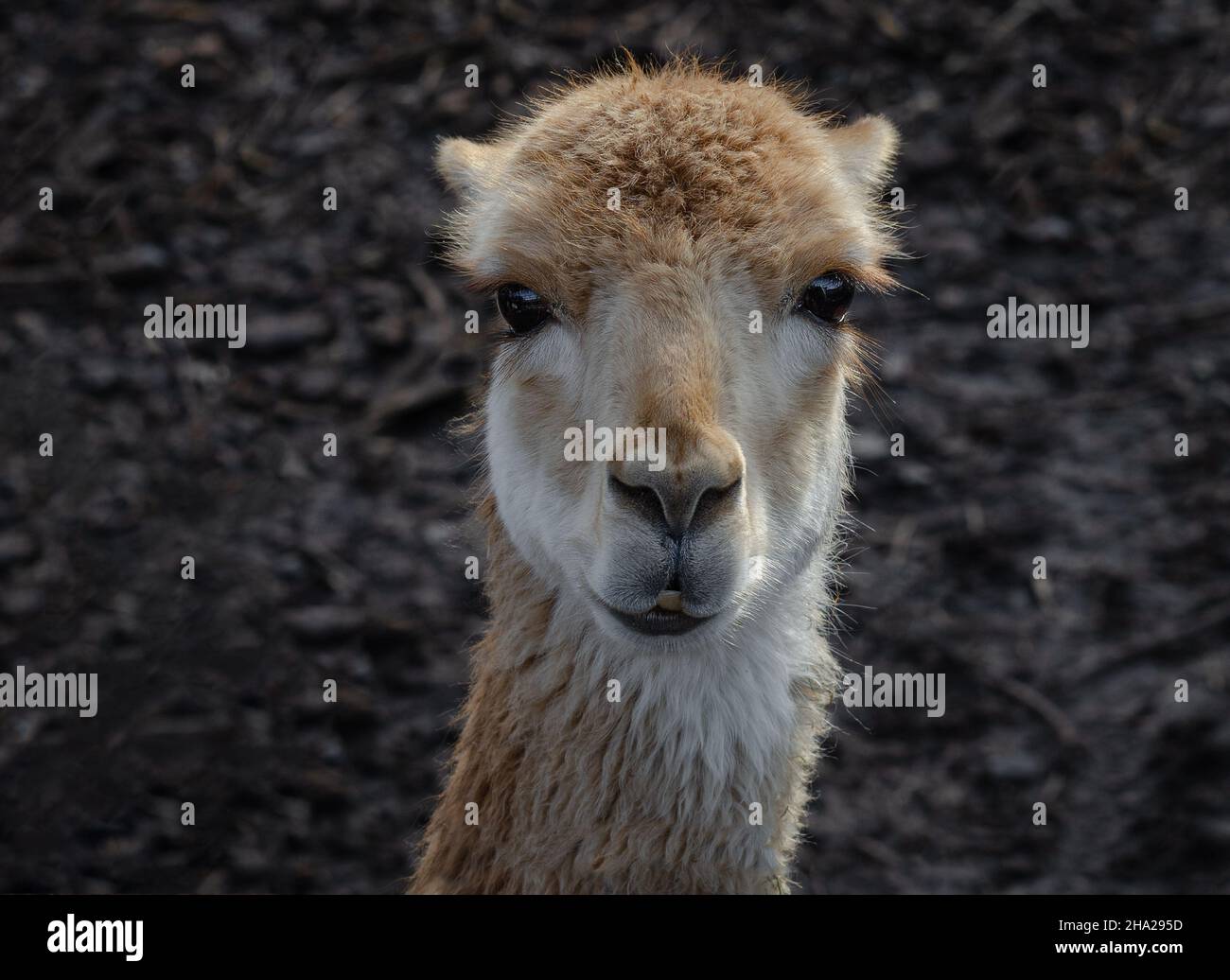Close up portrait of a vicuna as it stares forward at the camera Stock Photo