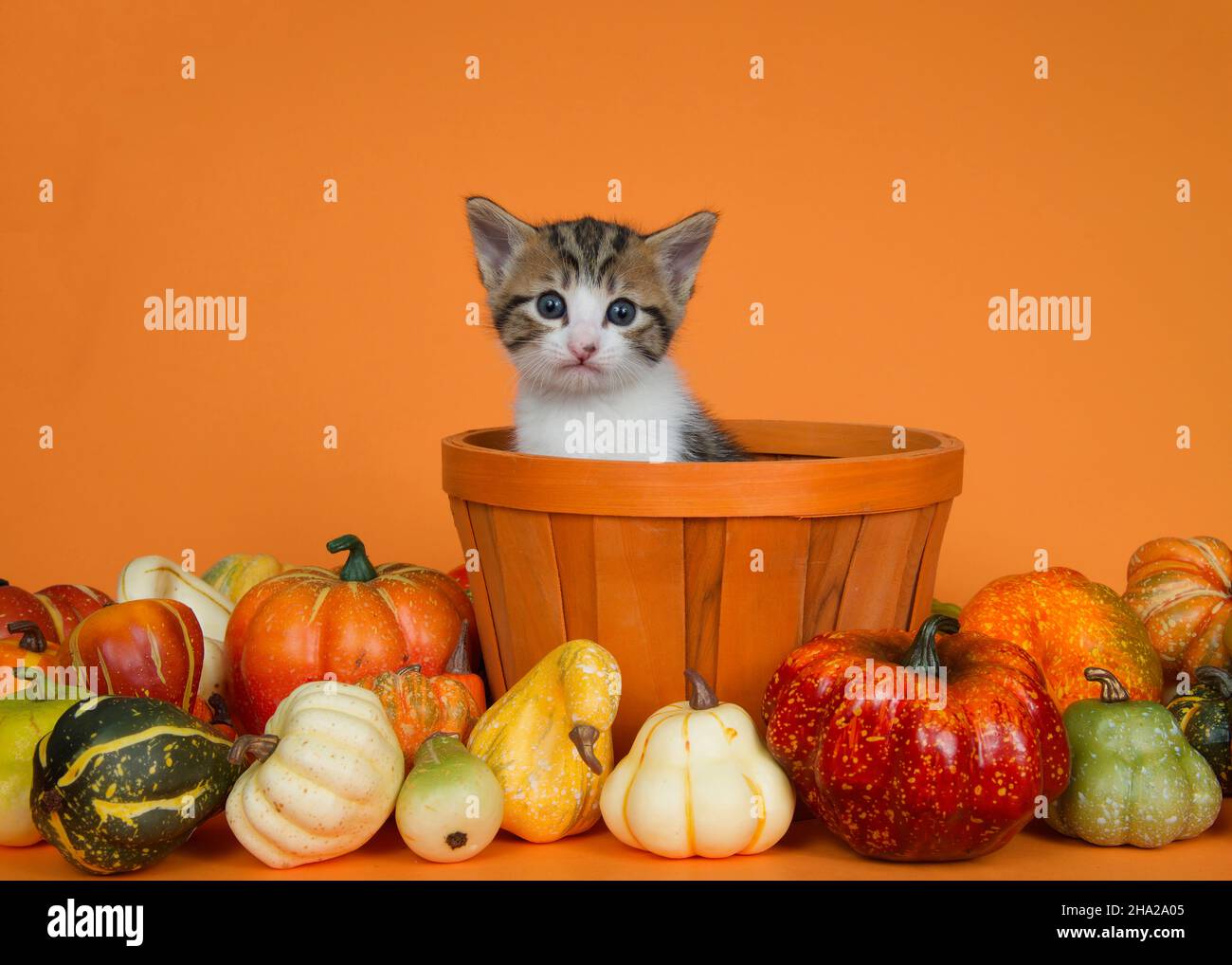 Tri color white, gray and orange kitten sitting in an orange wicker basket surrounded by autumn squash, pumpkins and gourds on an orange background. Stock Photo