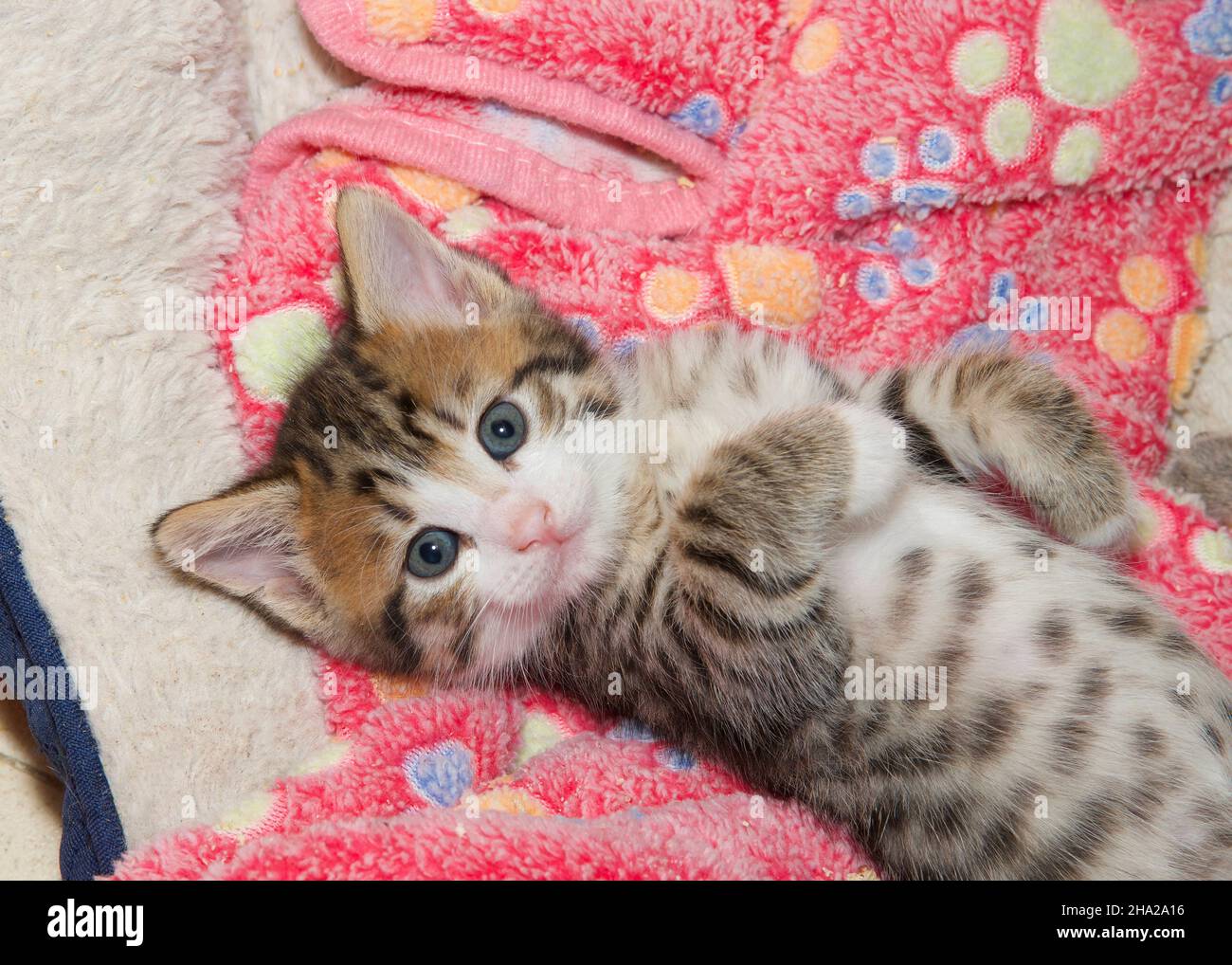 Top view looking down on tiny kitten laying on pink blanket with paw print pattern, looking up at viewer with paws tucked in on tummy. Stock Photo