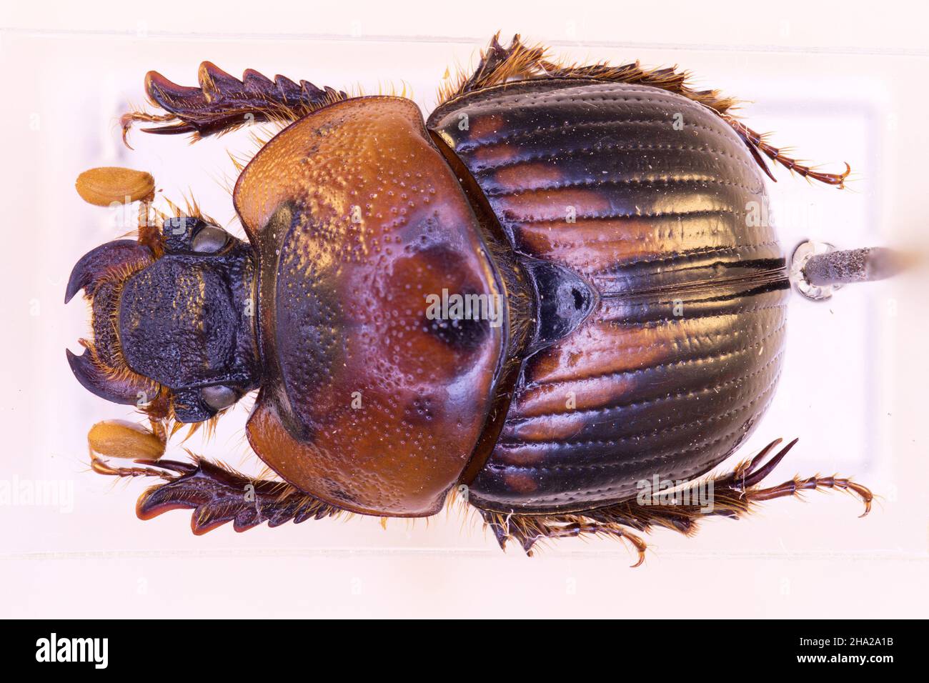 Bolboceratidae Bolbocerodema nigroplagiatum from Japan in close view Stock Photo
