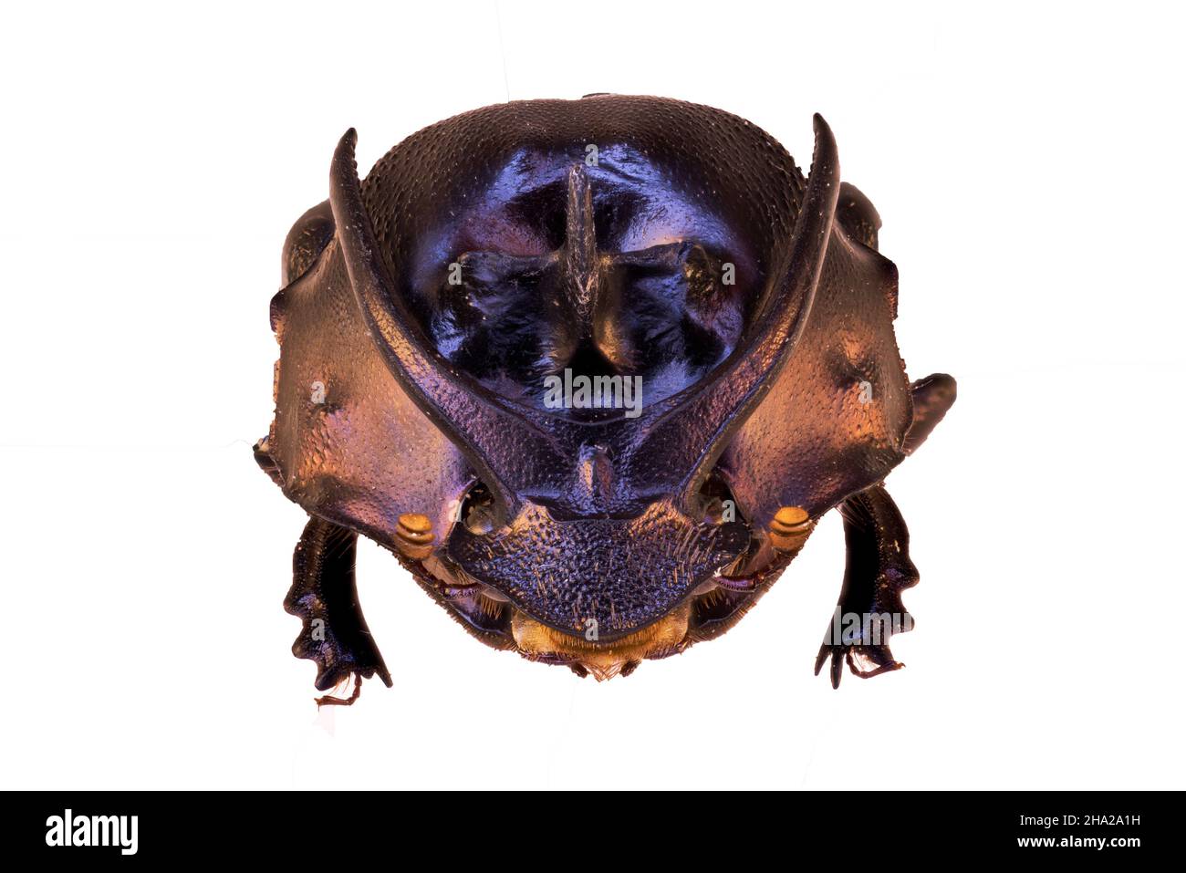 Dung beetle Onthophagus (Proagoderus) in close view Stock Photo