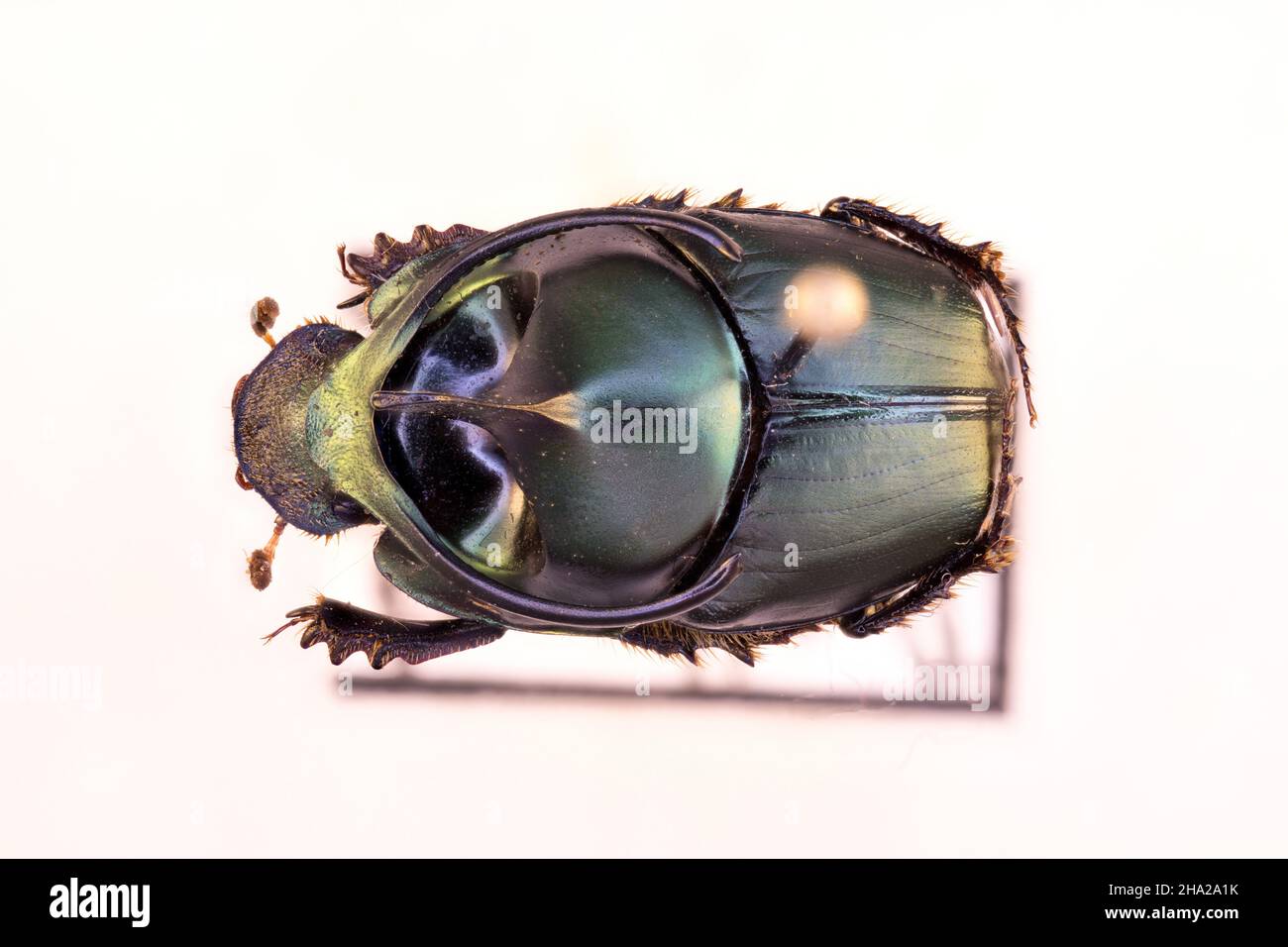 Dung beetle Onthophagus (Proagoderus) in close view Stock Photo