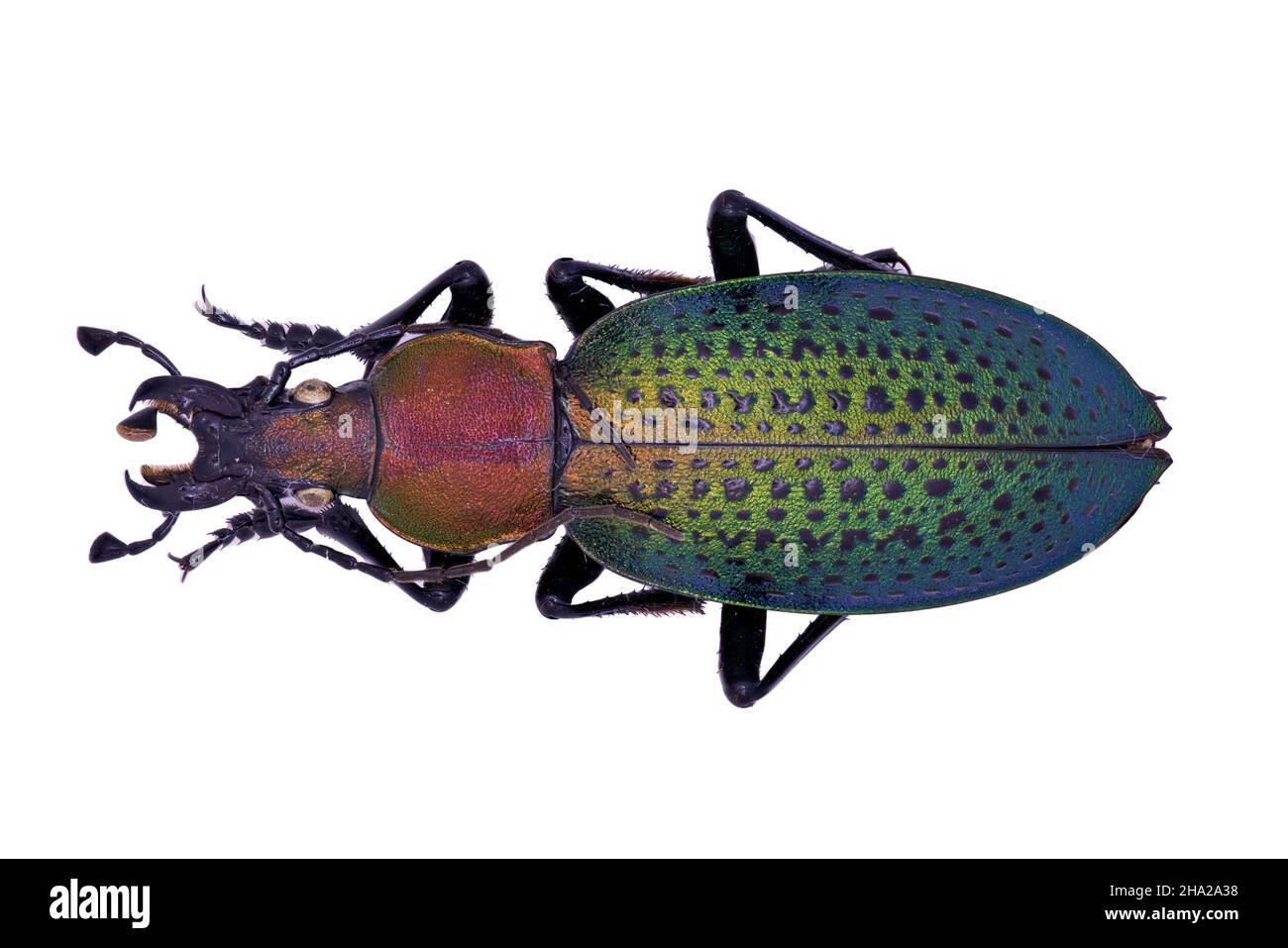 ground beetle Carabidae Carabus Coptolabrus smaragdinus in close view Stock Photo
