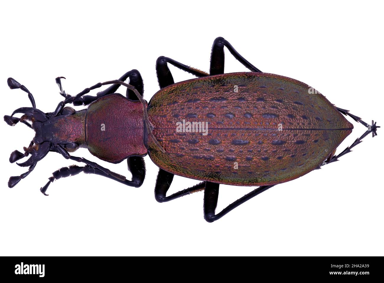 ground beetle Carabidae Carabus Coptolabrus smaragdinus in close view Stock Photo