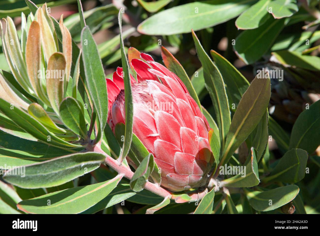 pink sugar bush protea flower, growing on the bush, ready to bloom