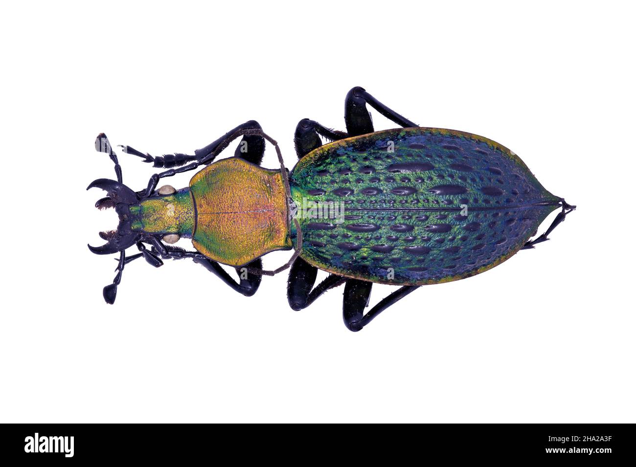 ground beetle Carabidae Carabus Coptolabrus lafossei in close view Stock Photo