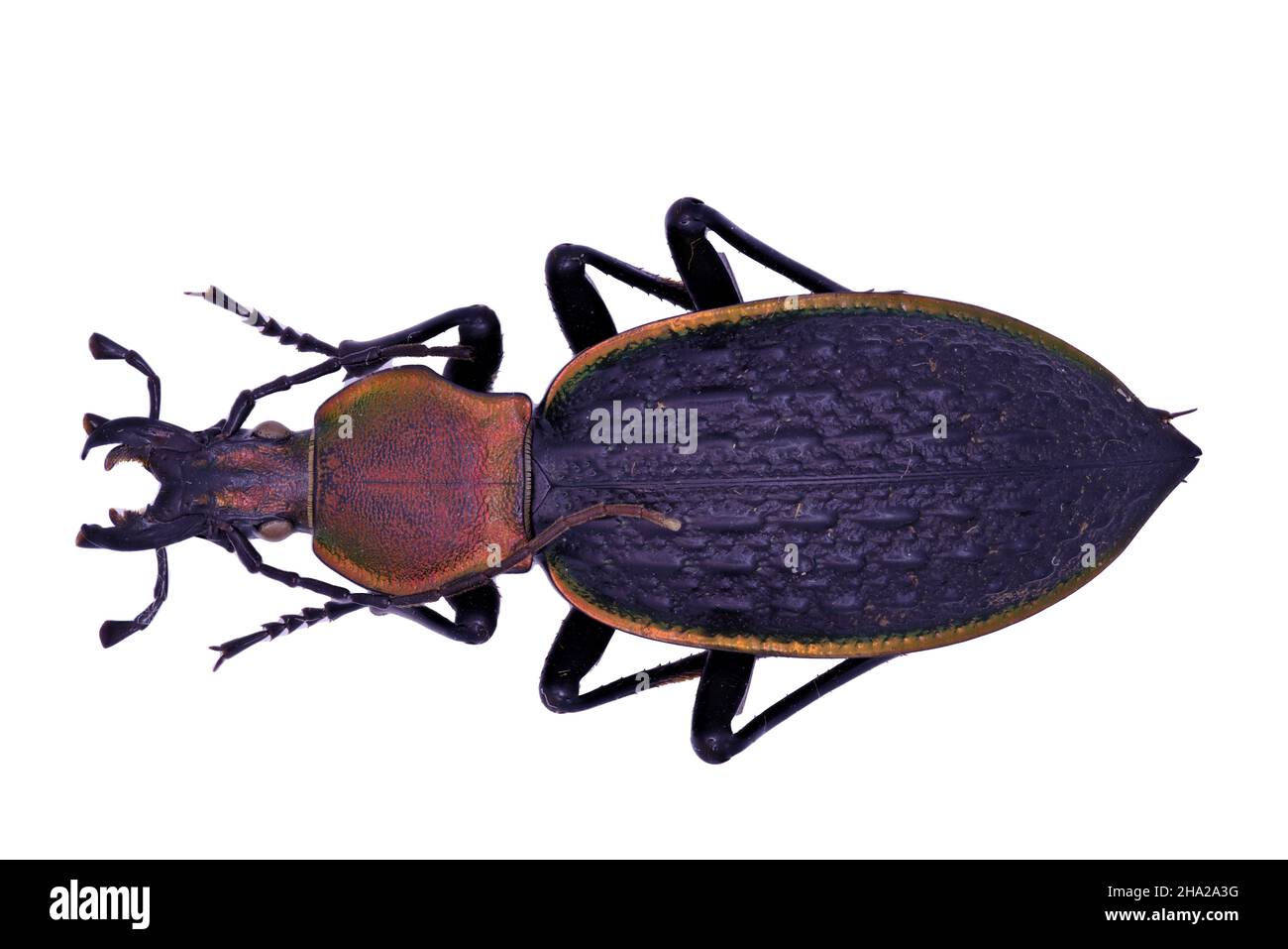 ground beetle Carabidae Carabus Coptolabrus nankotaizanus in close view Stock Photo