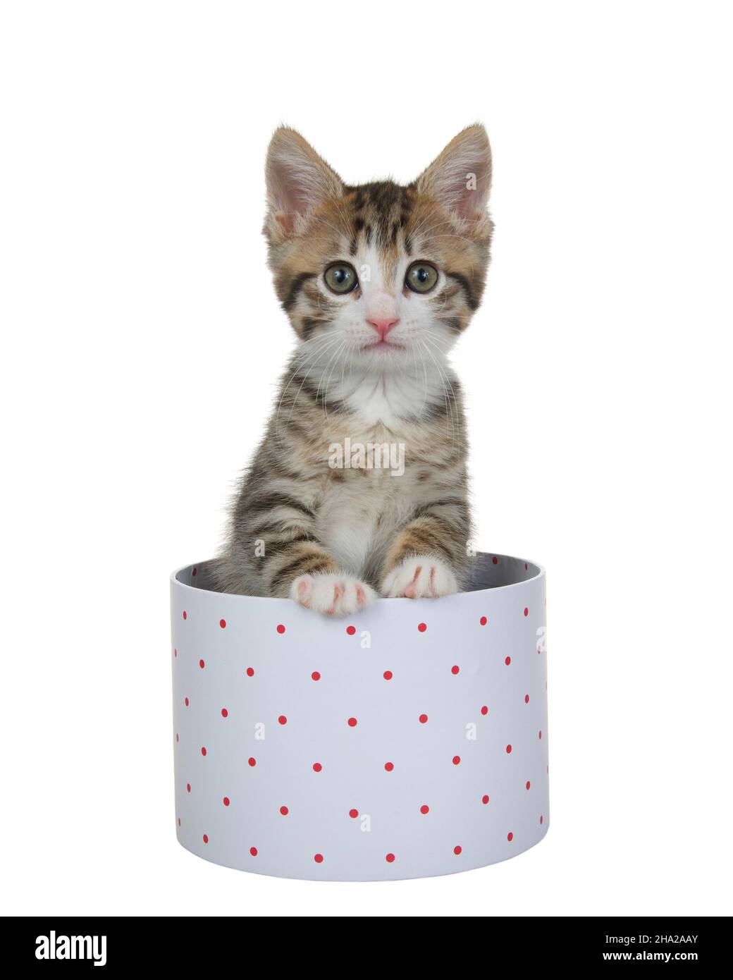 Close up of one grey tan and white kitten peeking out of a white box with red dots, isolated on white Stock Photo