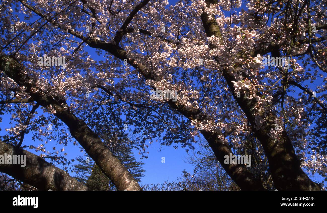 CHERRY BLOSSOM (PRUNUS) TREE IN FULL FLOWER Stock Photo