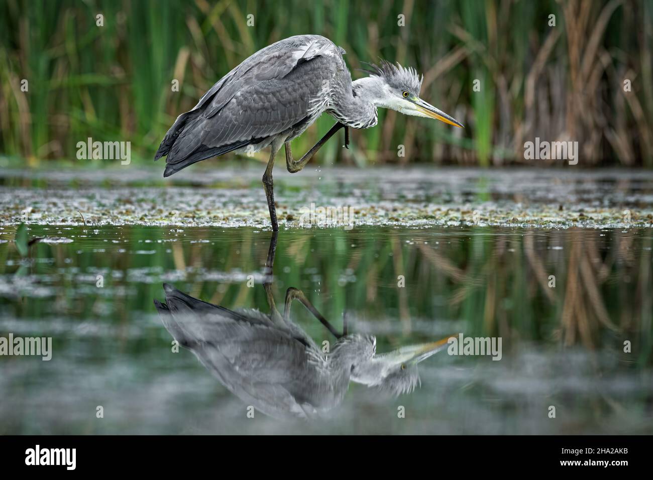 A grey, grey, heron standing in water scratching. Its head feathers are sticking up. The reflection is in the water Stock Photo