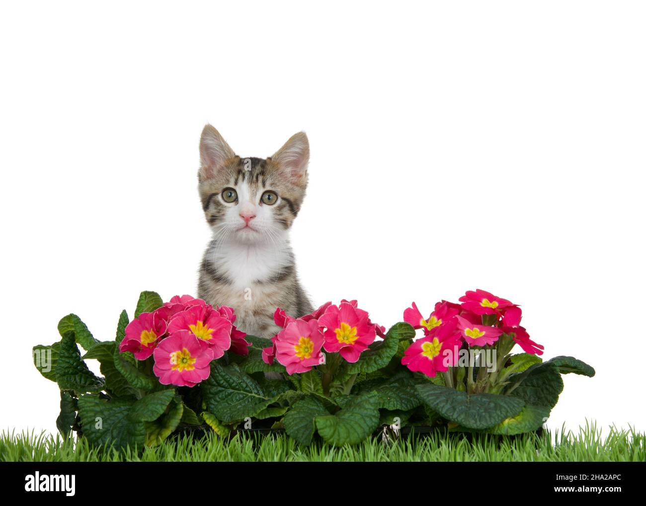 Portrait of a grey and white tabby kitten sitting behind pink and yellow primrose flowers with green grass in front, isolated on white. Stock Photo