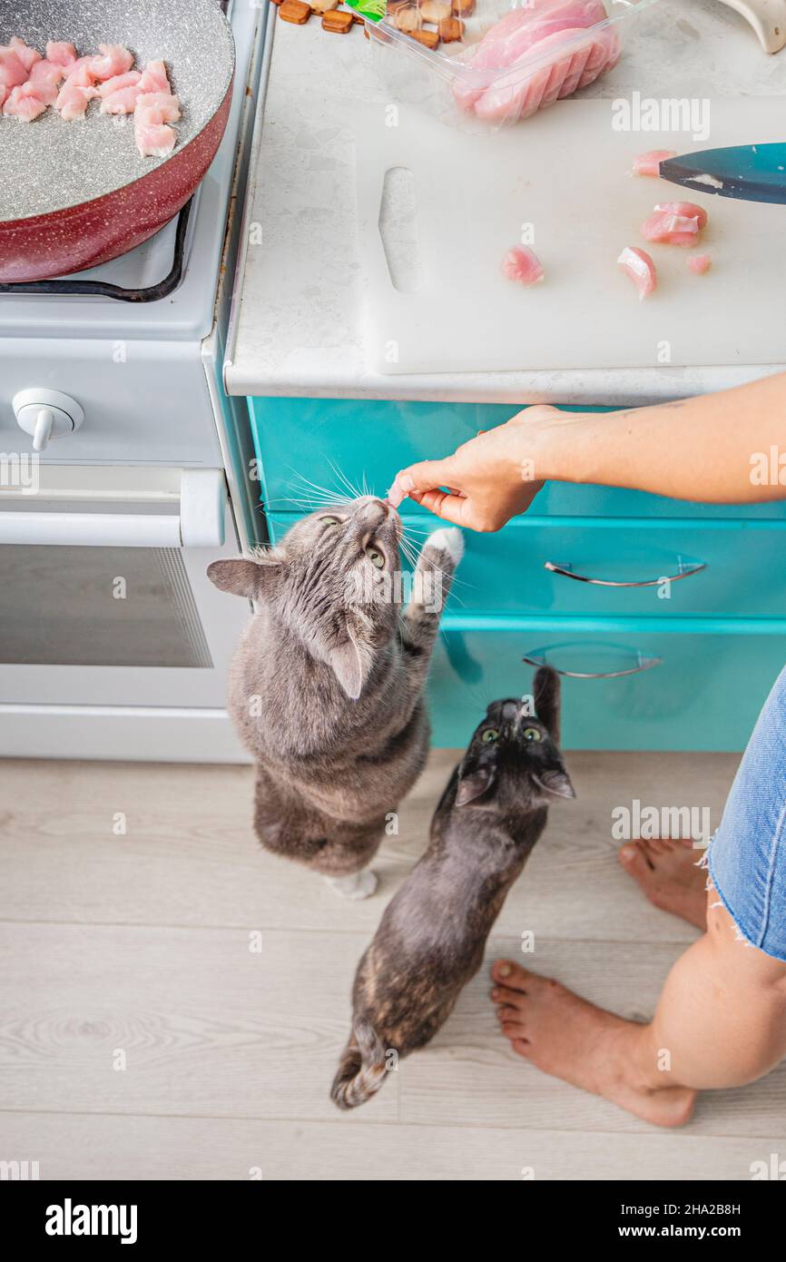 Two cats steal and ask for pieces of meat from a housewife who cooks