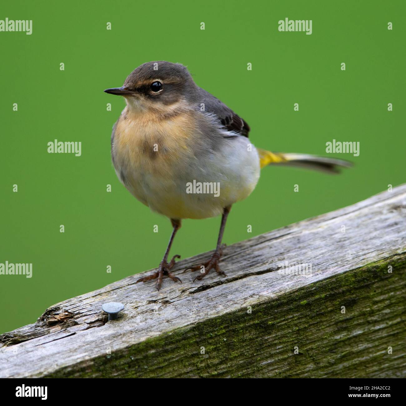 grey-wagtail-uk-winter-hi-res-stock-photography-and-images-alamy