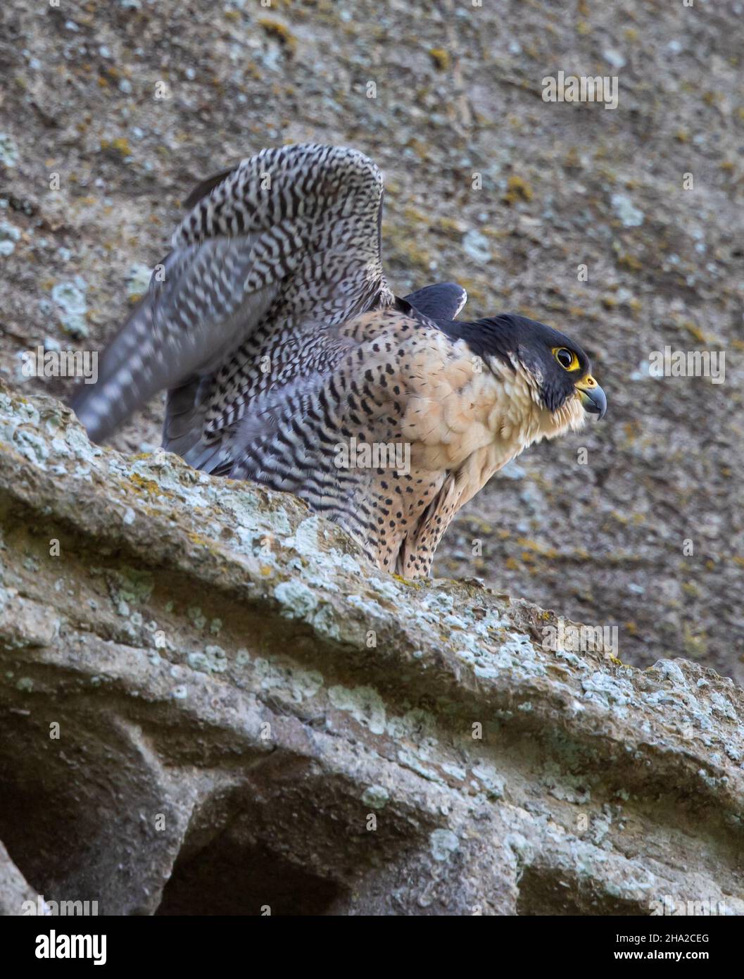 Peregrine Falcon on Slimbridge Church in Gloucestershire UK Stock Photo ...