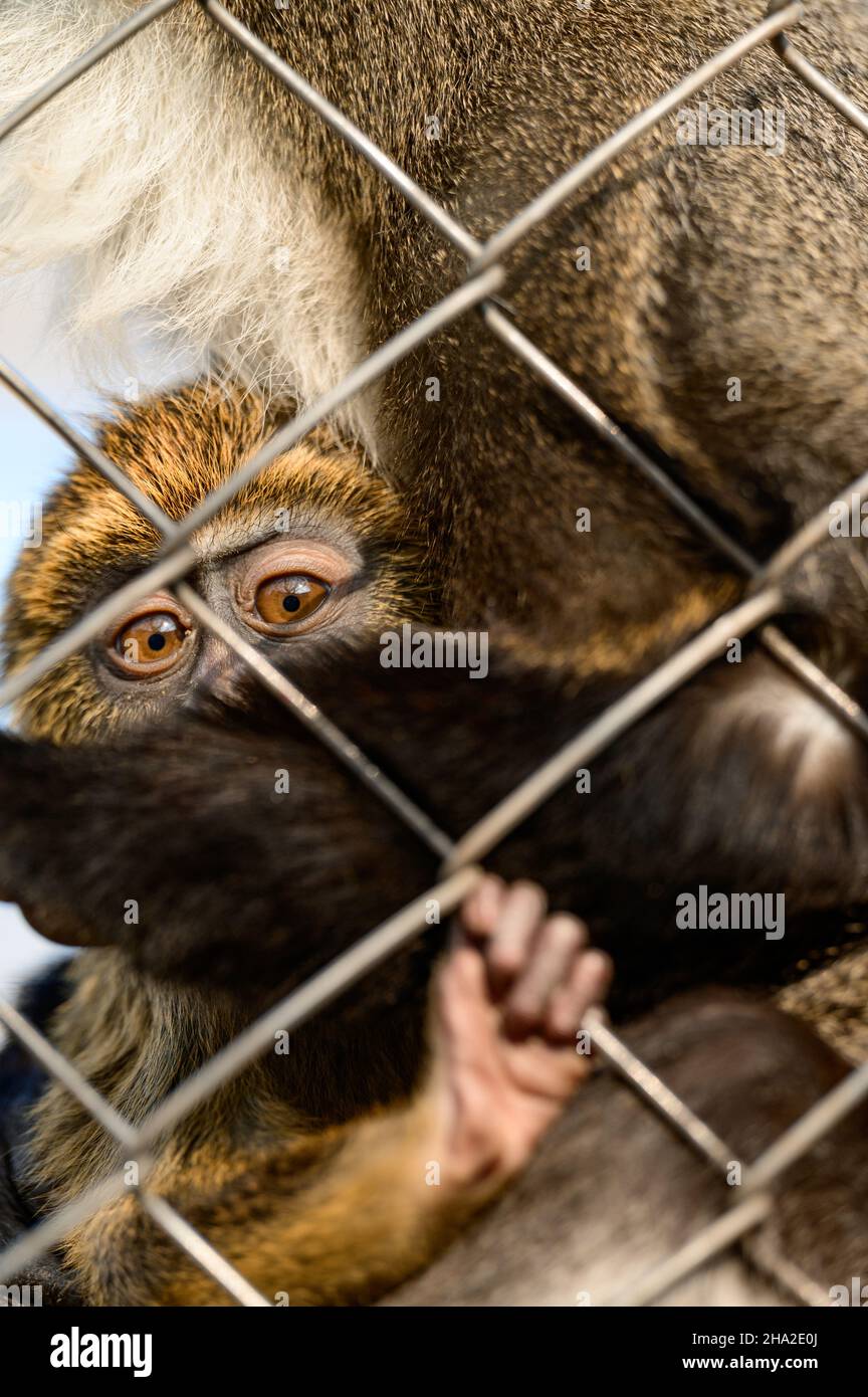 De Brazza monkey Cercopithecus zanectus from Africa in captivity, isolated moth in a zoo, a zoo