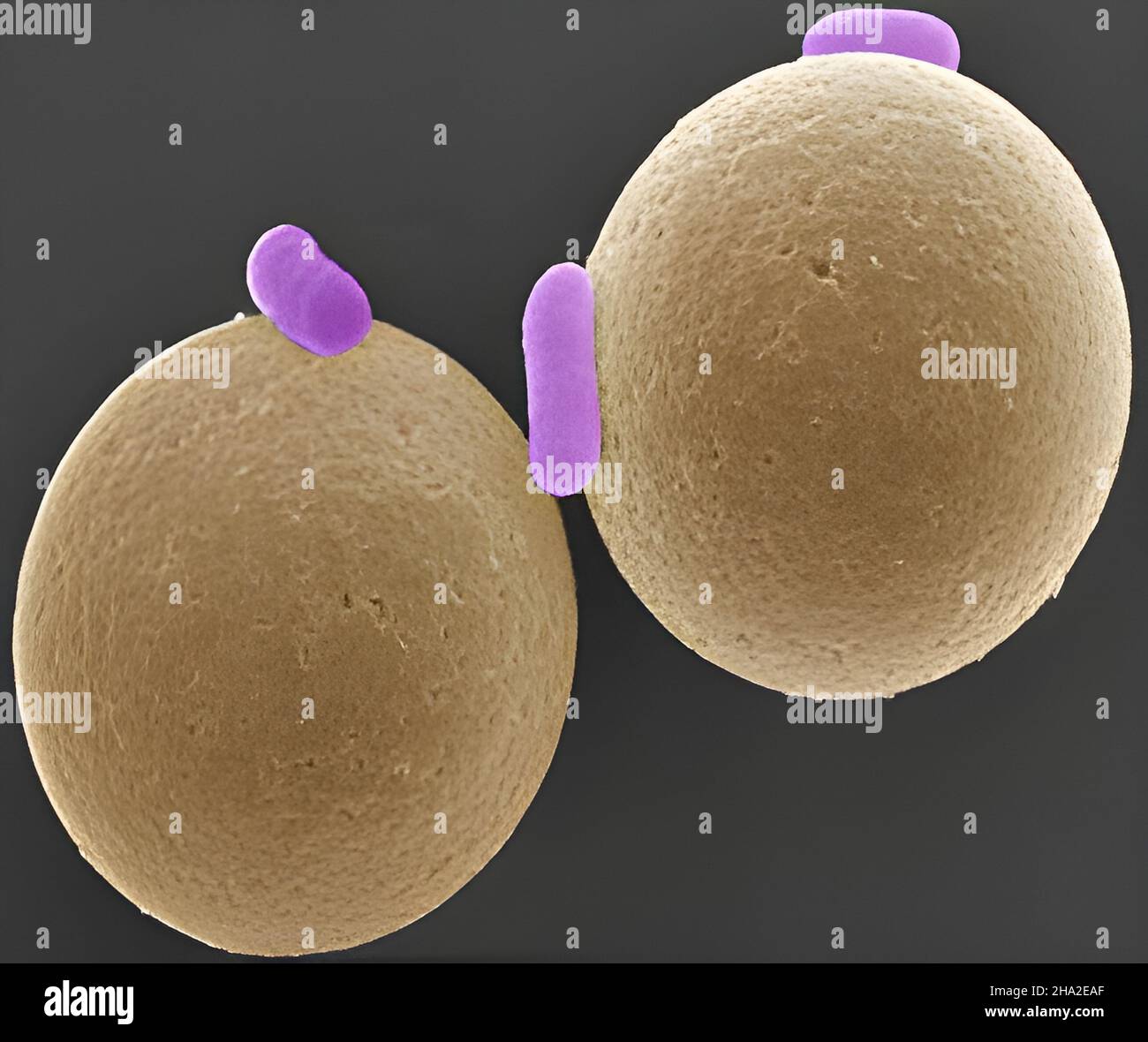 Immunomagnetic bead selection of e. coli Stock Photo