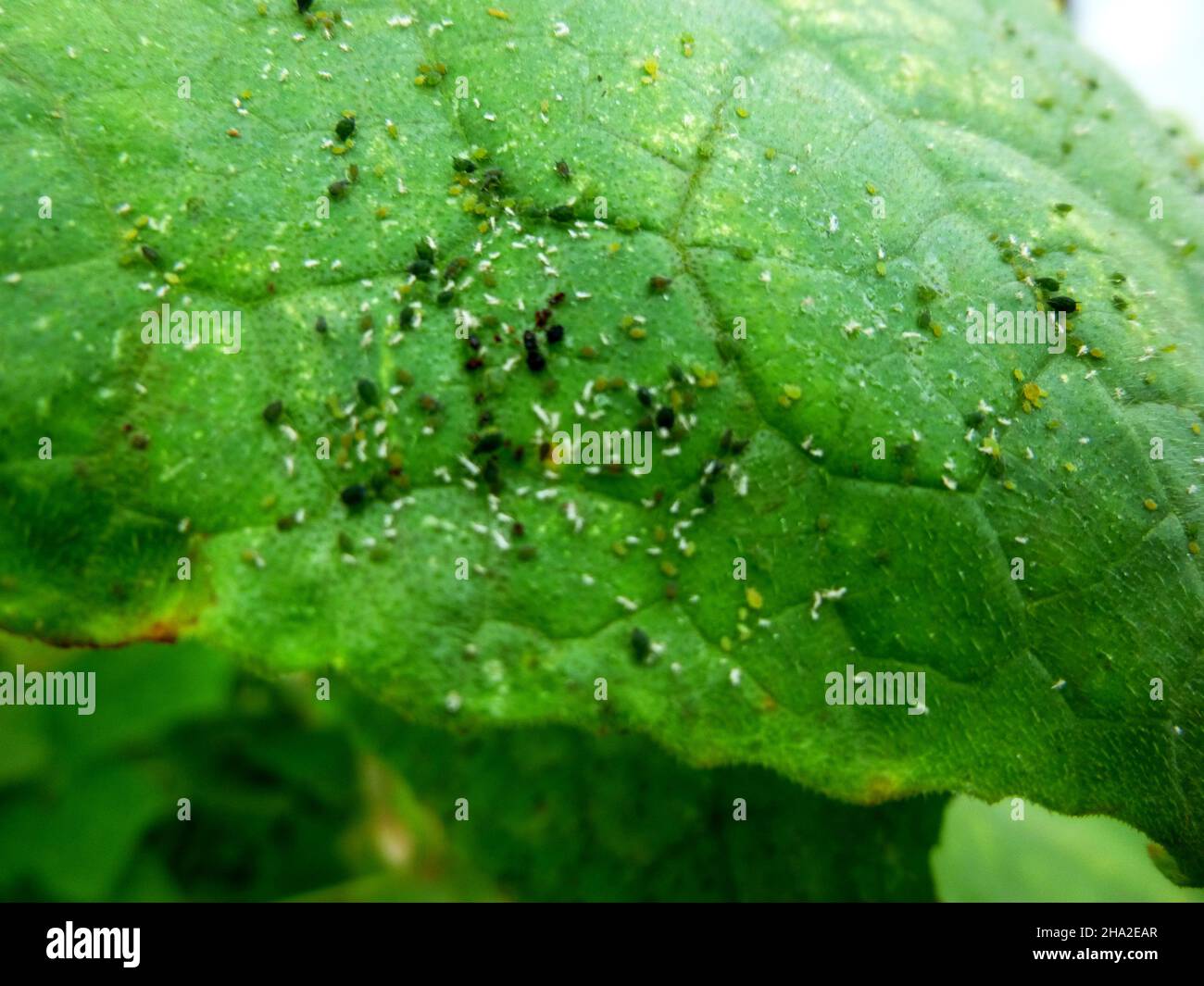 Insect pests, aphids, on the leaves and fruits of plants. Cucumber attacked by harmful insects Stock Photo
