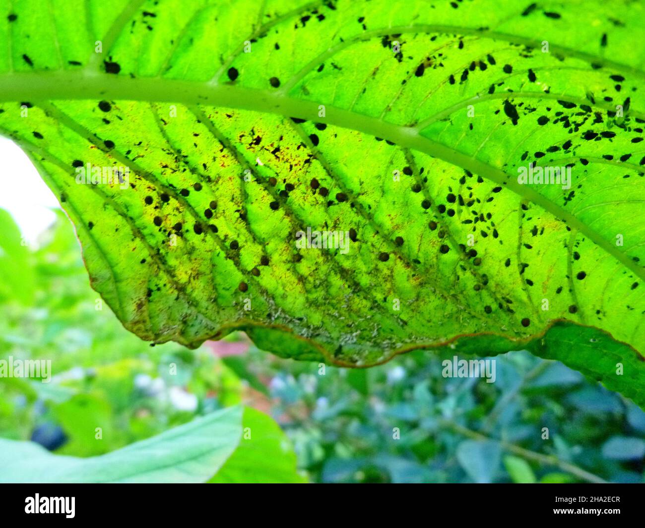 Insect pests, aphids, on the leaves and fruits of plants. Amaranth
