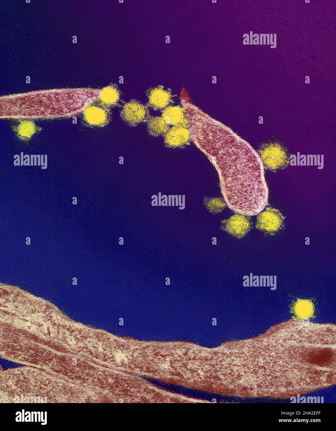 Novel coronavirus sars-cov-2 Stock Photo - Alamy