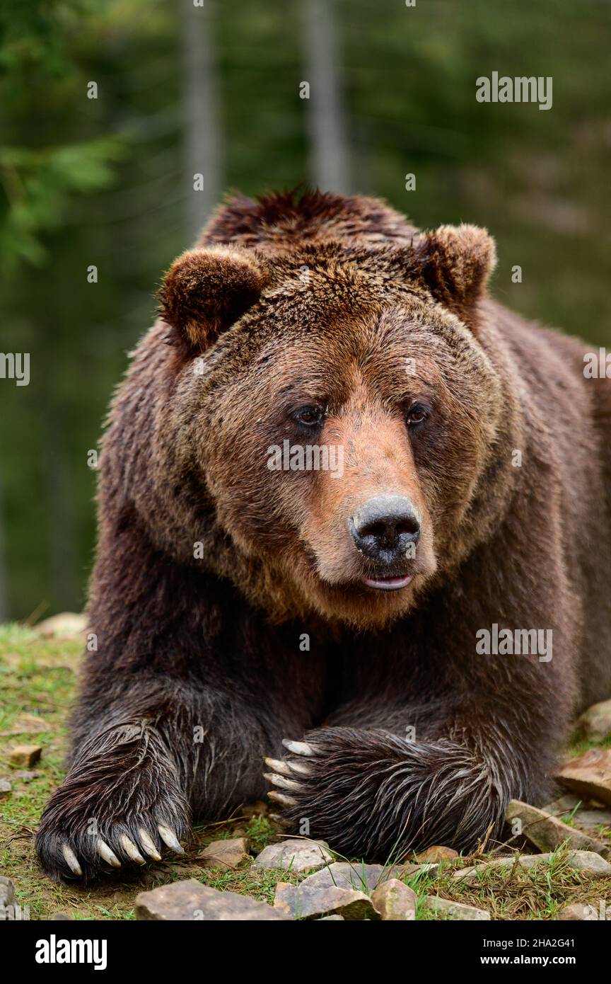 Brown bear is a wild and dangerous animal, rest after a walk, bears of Synevyr glade in the Carpathians, early spring in the national park. Stock Photo