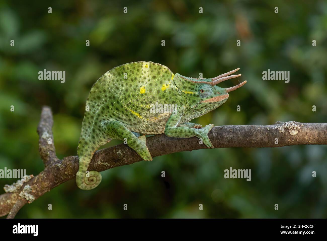 Usambara Three-horned Chameleon - Trioceros deremensis, beautiful special lizard from African bushes and forests, Tanzania. Stock Photo