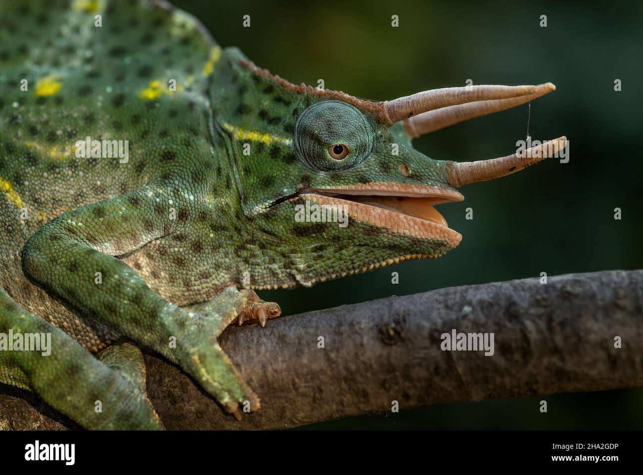 Usambara Three-horned Chameleon - Trioceros deremensis, beautiful special lizard from African bushes and forests, Tanzania. Stock Photo