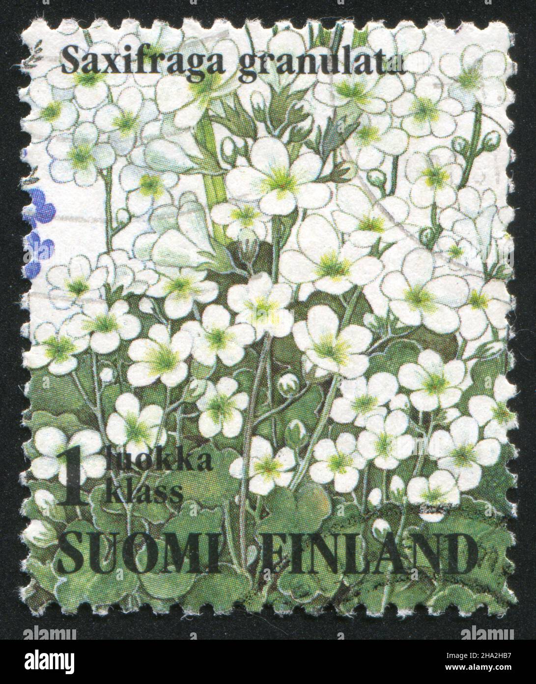 FINLAND - CIRCA 1994: stamp printed by Finland, shows Saxifraga  granulata, circa 1994 Stock Photo