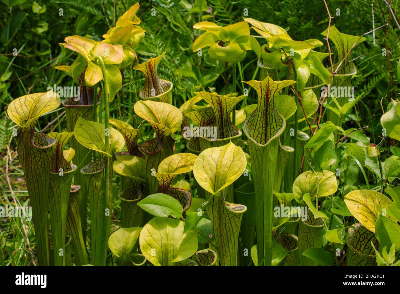 Green pitcher plant (Sarracenia oreophila) in natural habitat in Alabama, USA Stock Photo