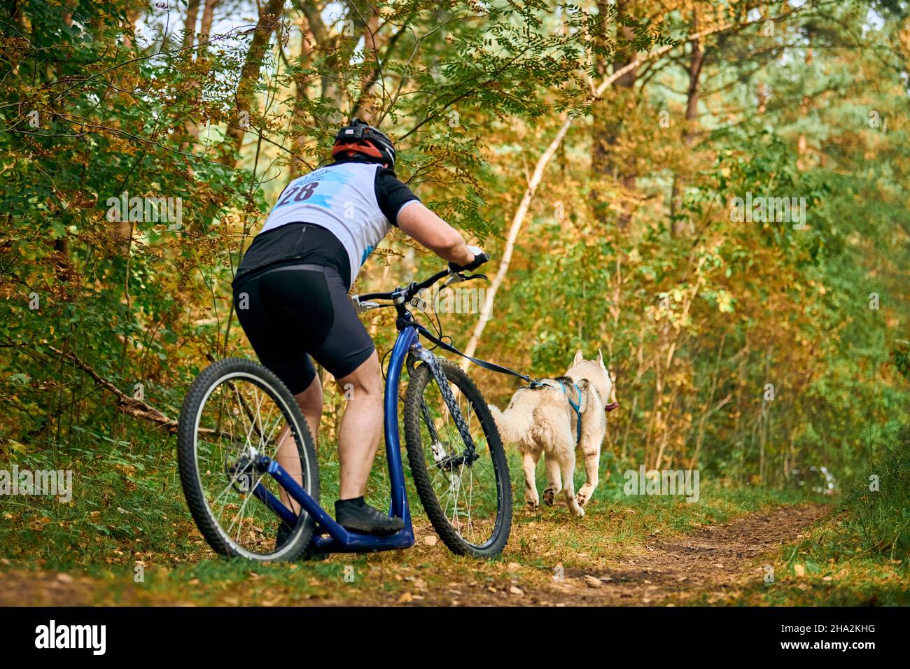 Dog scootering competition, sled dog mushing race, strong Siberian Husky sled dog pulling