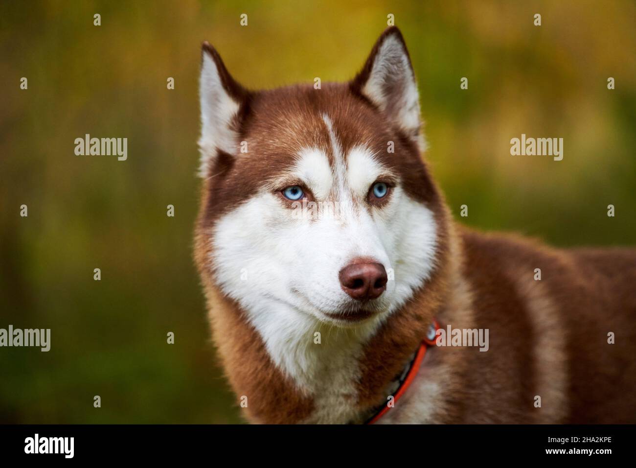 Siberian Husky dog with beautiful blue eyes in collar, blurred green background. Siberian Husky face with ginger and white coat color, sled dog breed Stock Photo Alamy