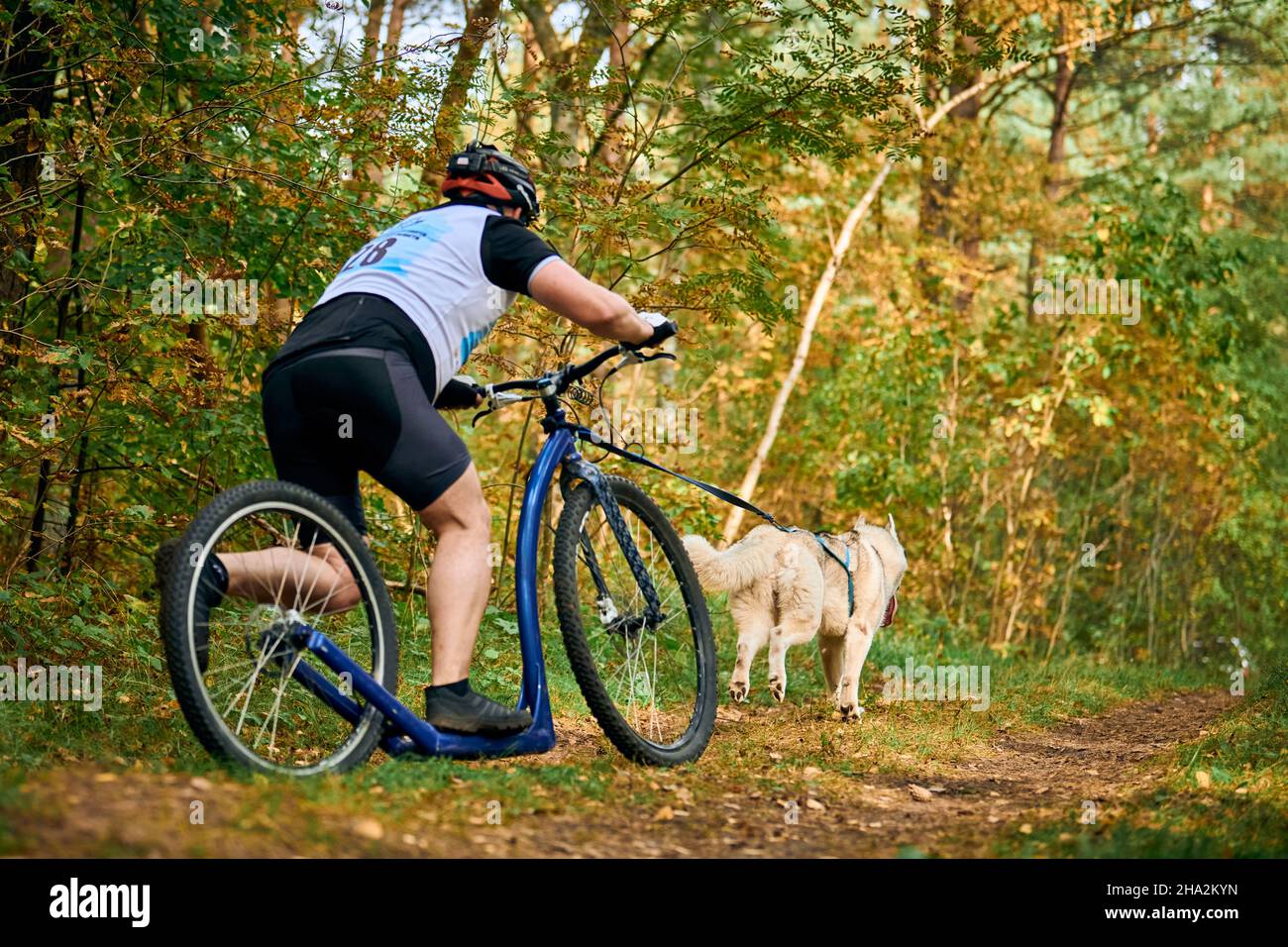 Dog scootering competition, sled dog mushing race, strong Siberian