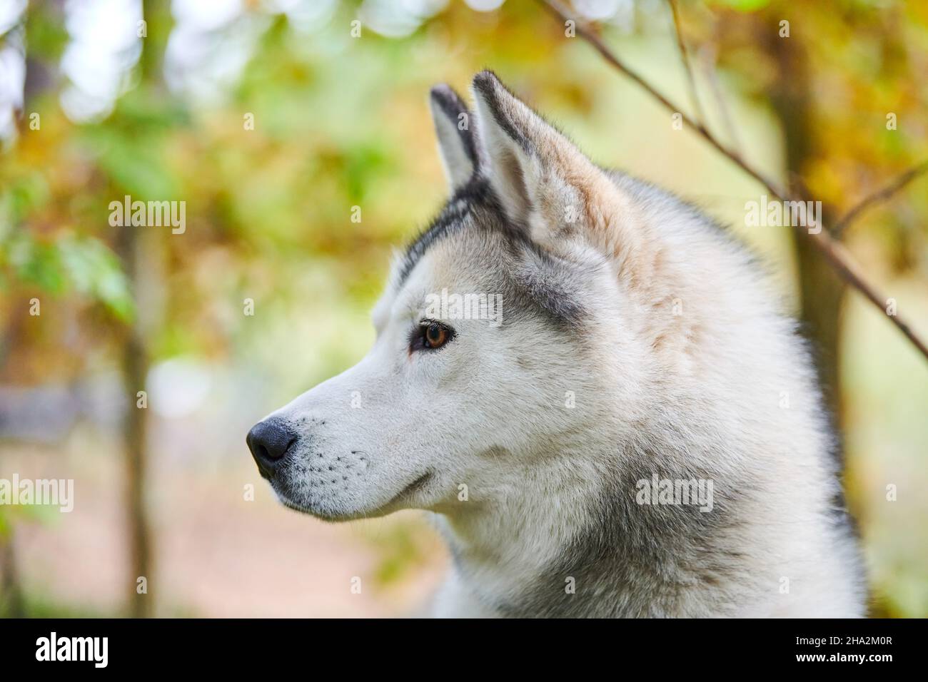 Siberian Husky portrait close up, Siberian Husky face side view with white and black coat color and brown eyes, sled dog breed. Husky dog muzzle outdo Stock Photo