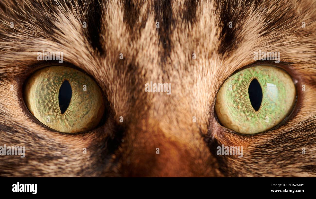 Green-yellow eyes of tabby cat macro, Highland Scottish Fold cat eyes,  wildcat big eyes. Marble domestic cat sight, vivid green color, detailed  studio Stock Photo - Alamy