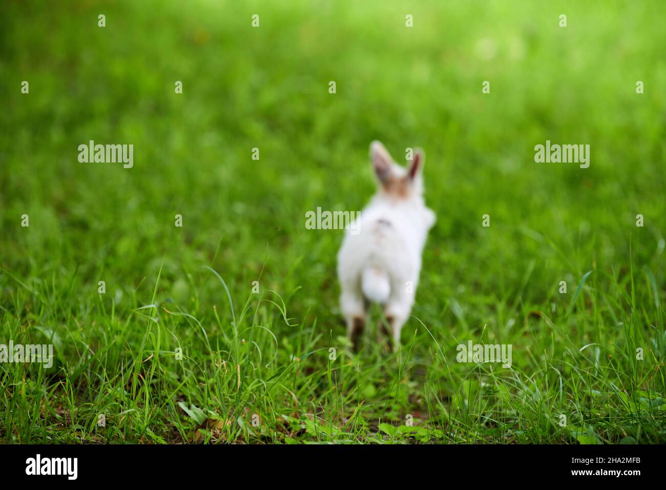 Rabbit Running Away