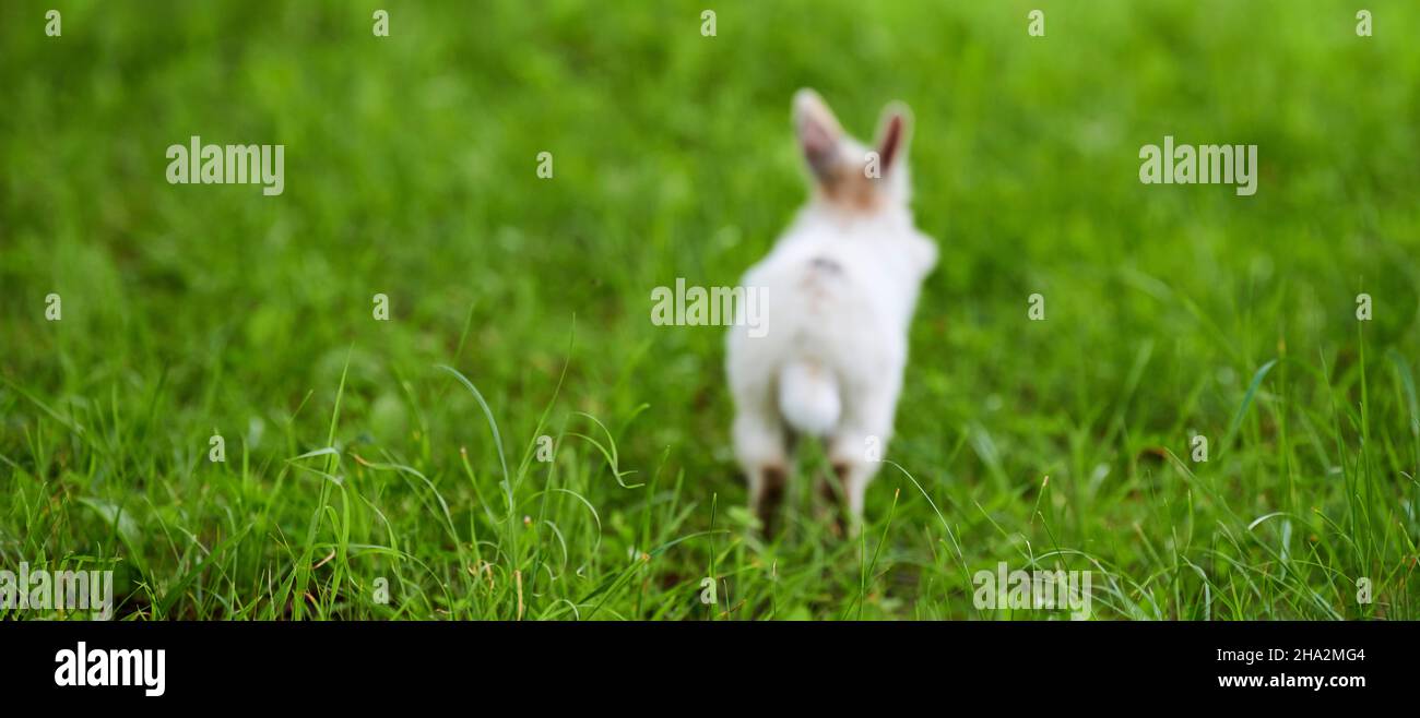 White rabbit running away on green grass, blurred unfocused background. Little white rabbit jumping on green lawn in city park. Easter fluffy bunny ra Stock Photo