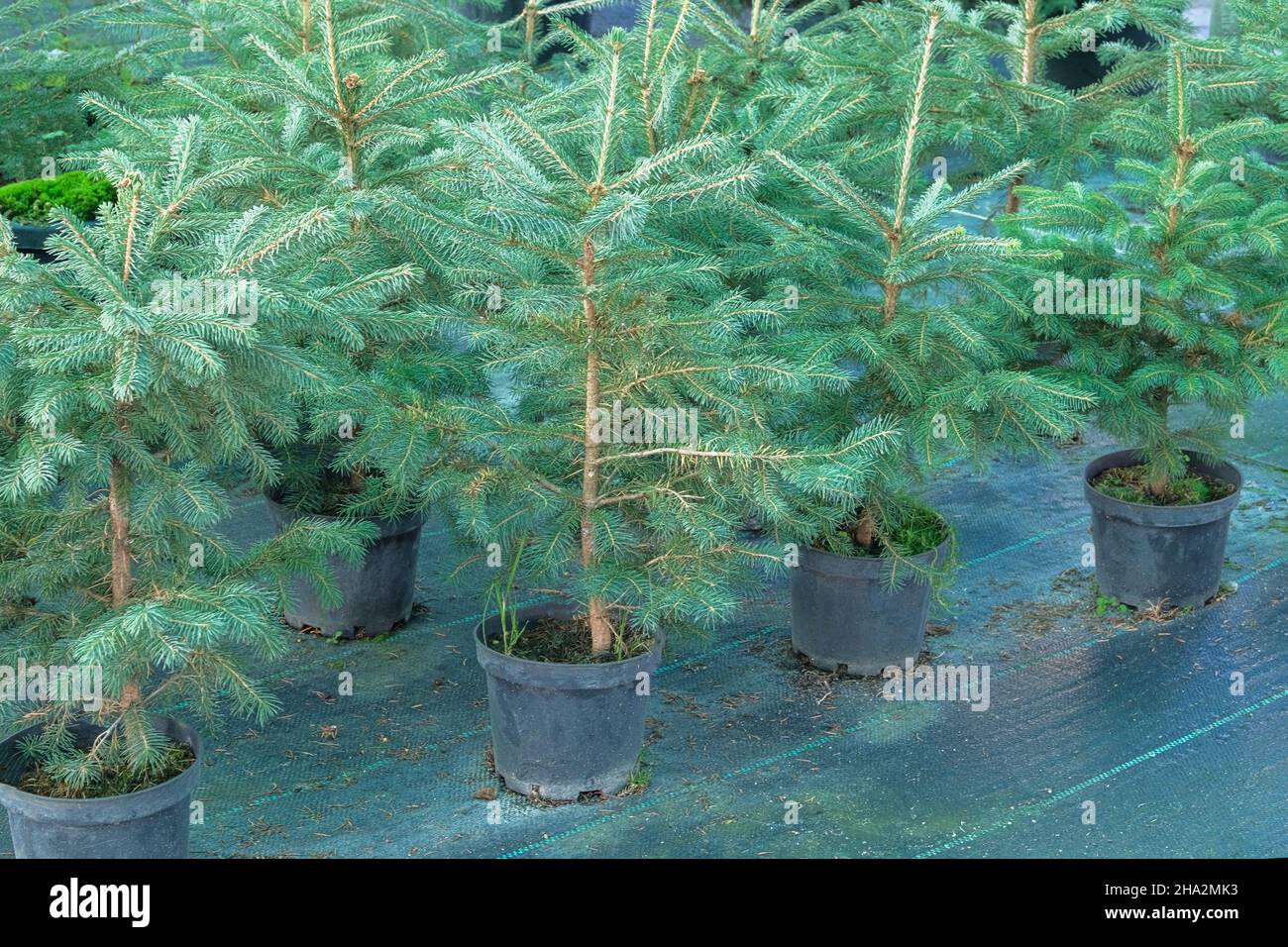 Garden store. Seedlings of fir in pots in garden store. Nursery of spruces for gardening. Stock Photo