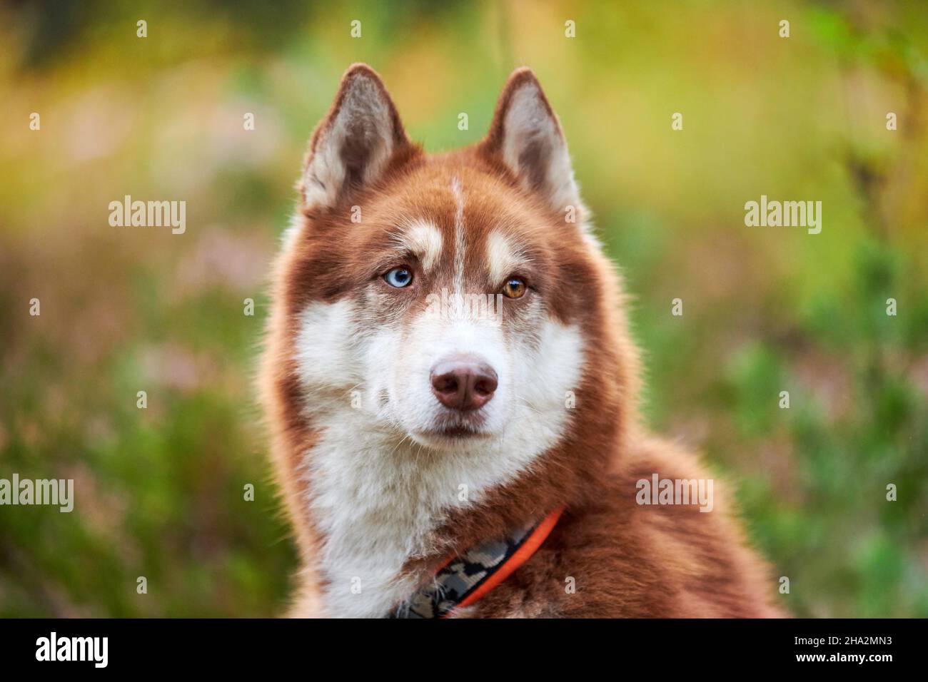 Siberian Husky dog with heterochromia in collar, green natural