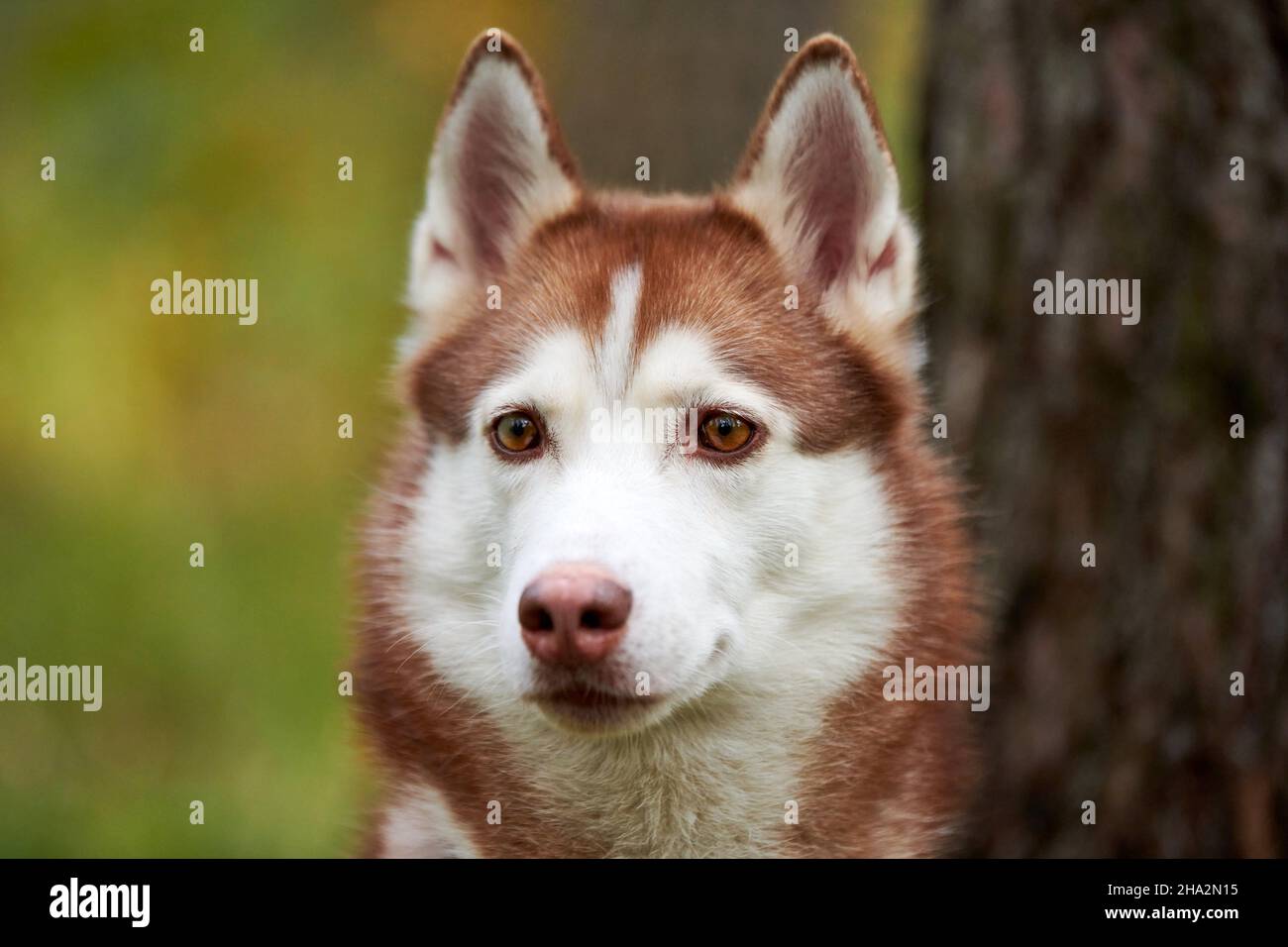 Lovely Siberian Husky dog portrait close up, young female Siberian ...