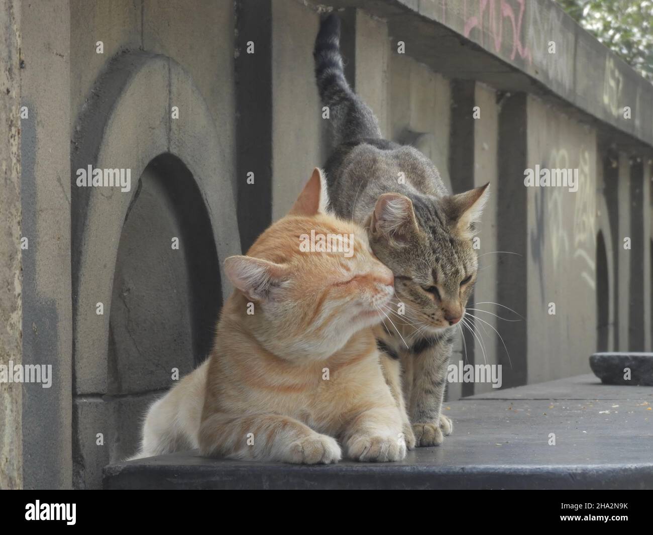 Cute cats cuddling on a marble bench Stock Photo - Alamy