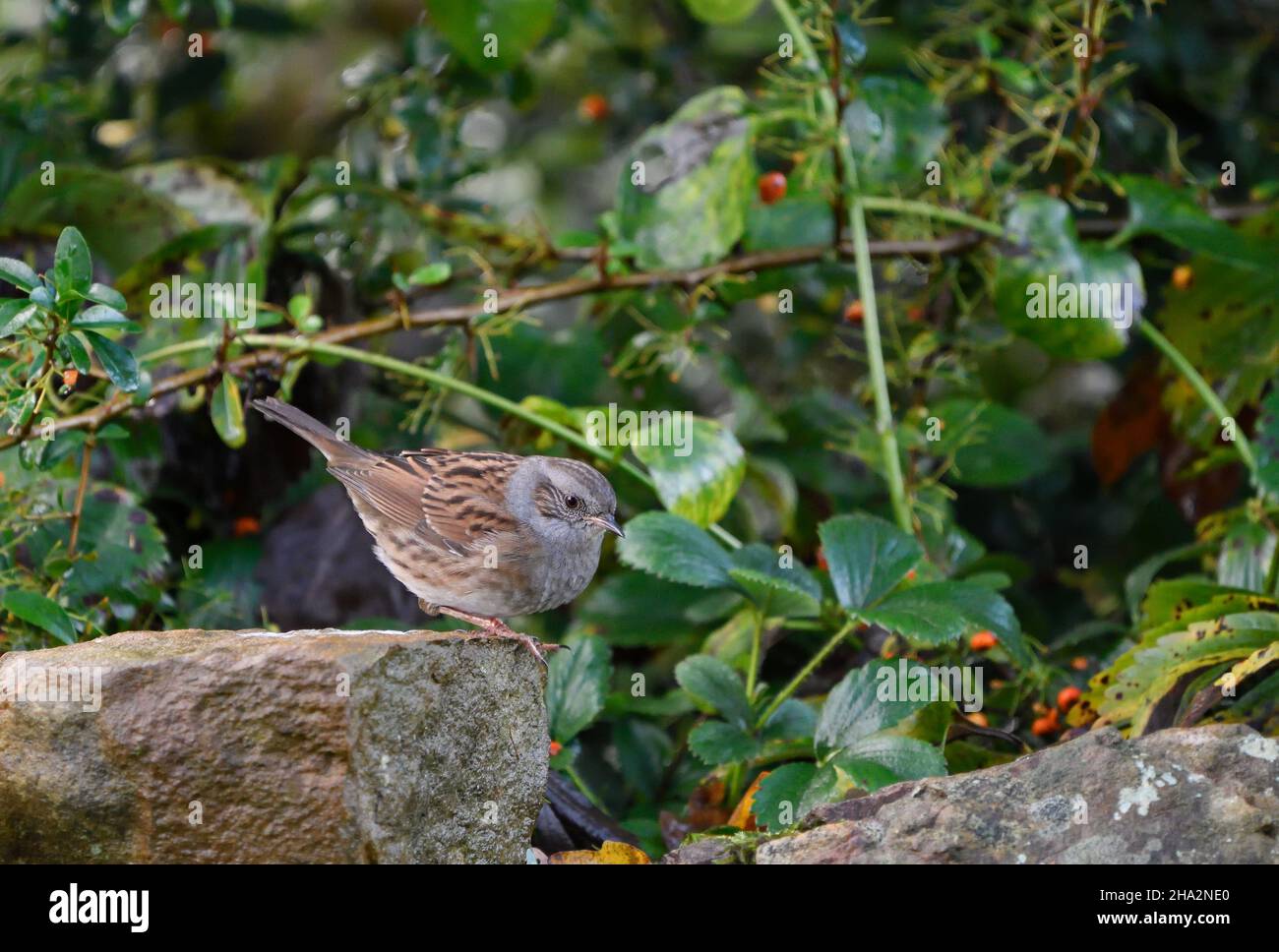 dunnock perched on a rock Stock Photo