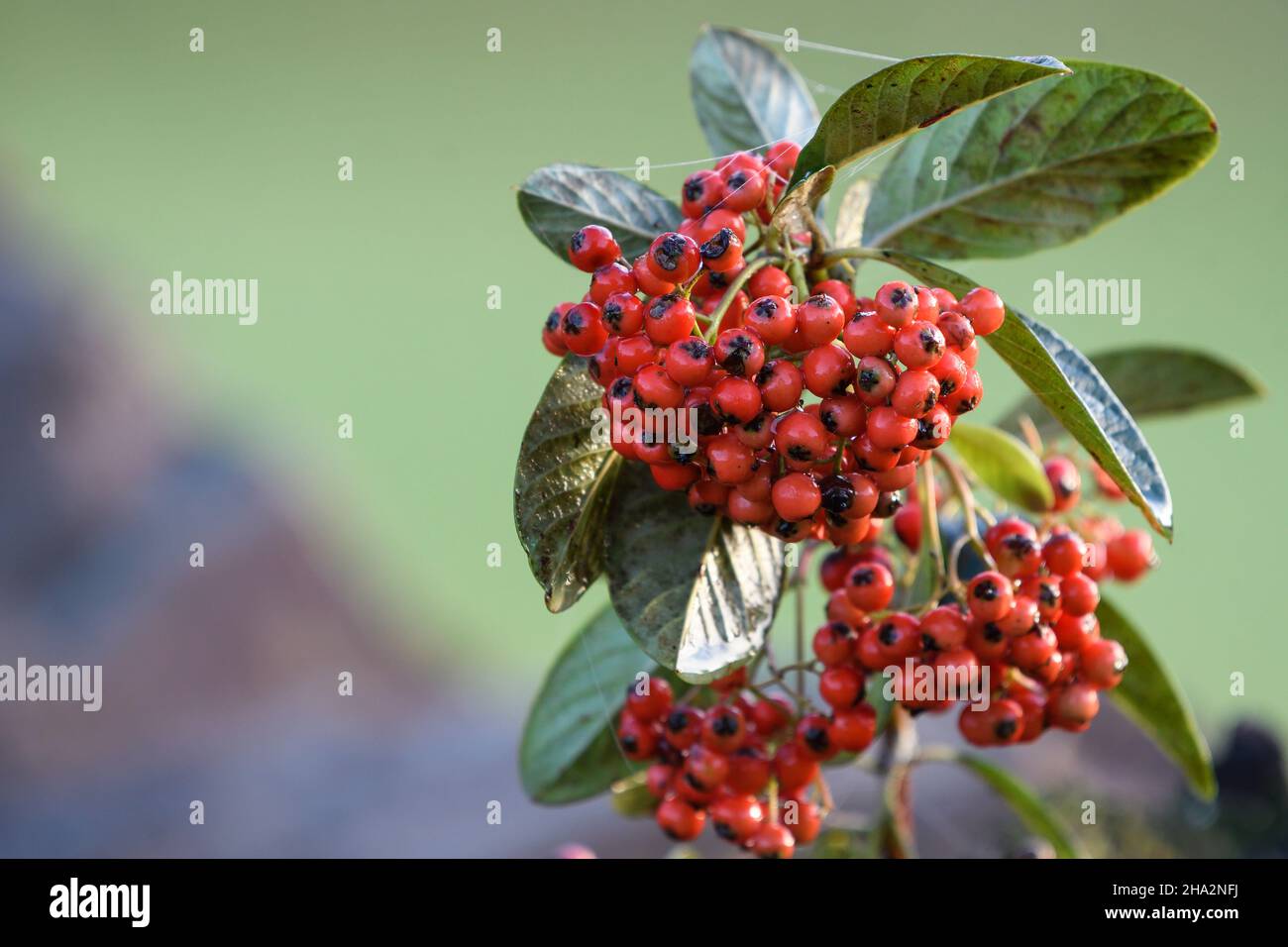 Red fruits of Cotoneaster lacteus Stock Photo