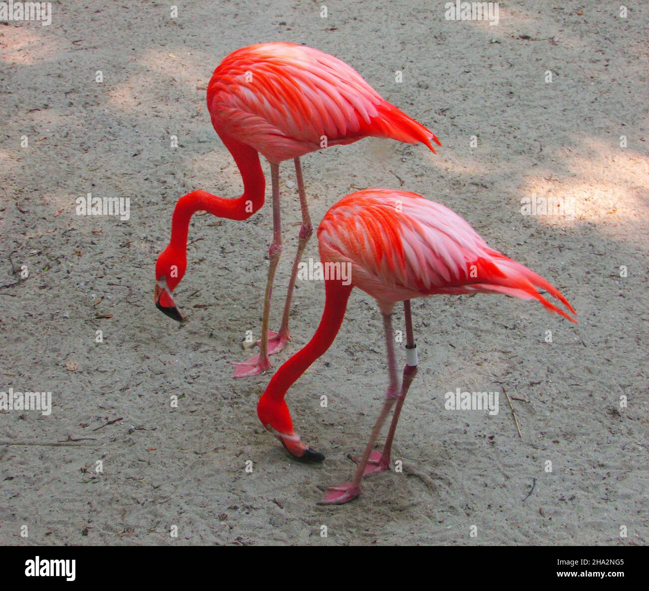 Two 2 Red Two red birds hi-res stock photography and images - Alamy