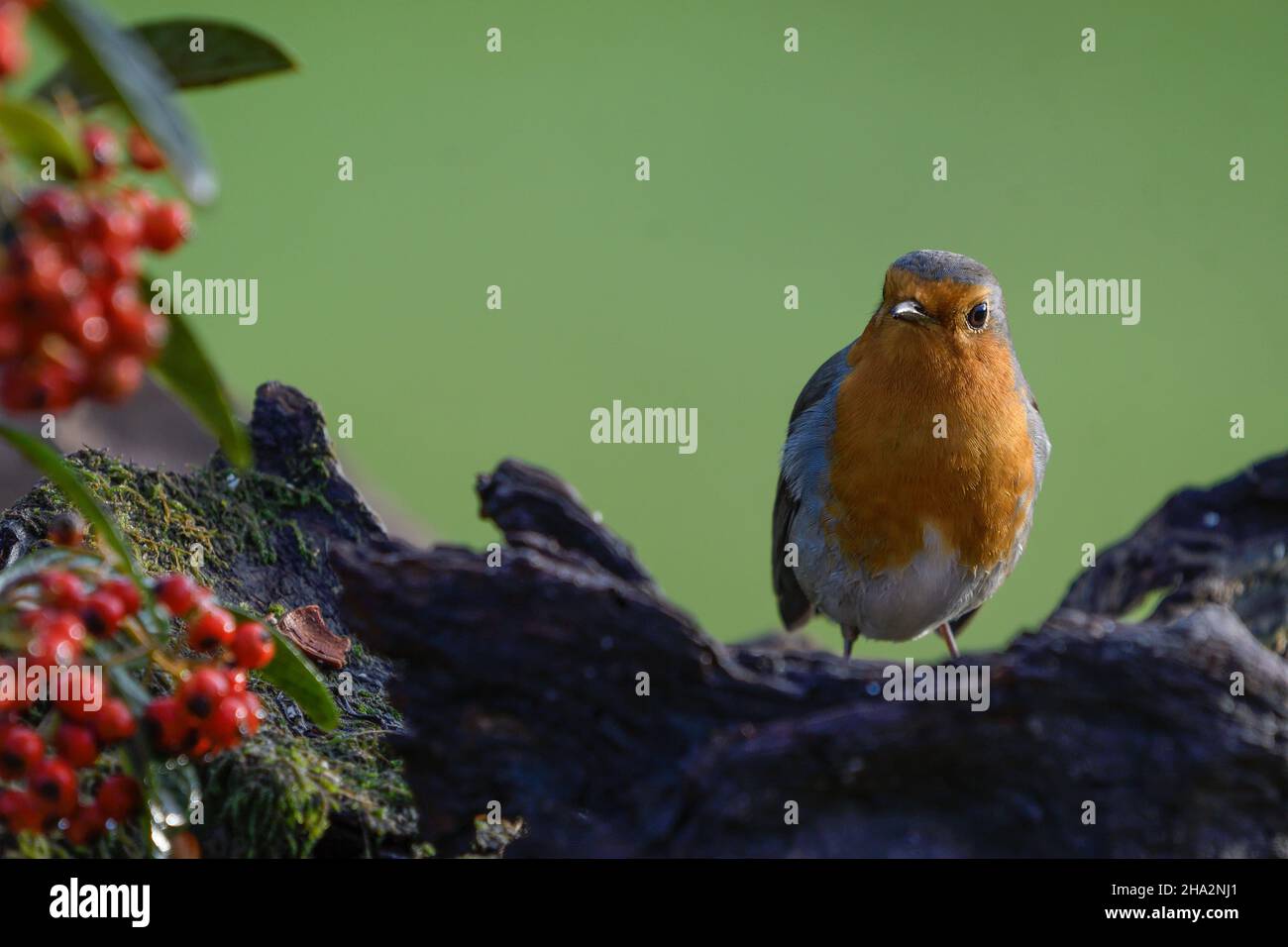 Close-up of robin perched on a log Stock Photo