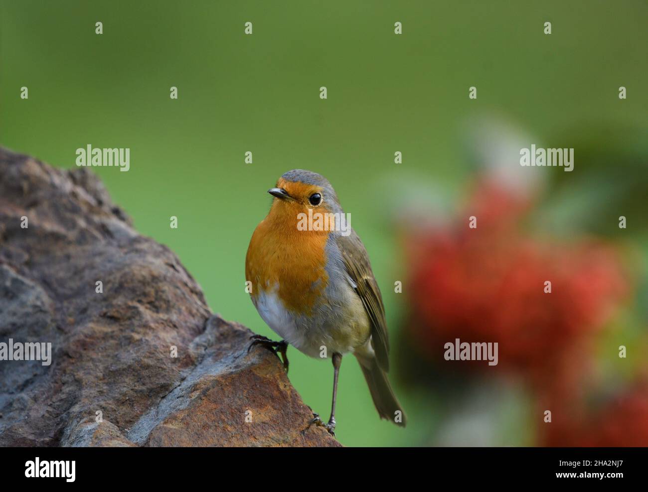 Close-up of robin perched on a log Stock Photo